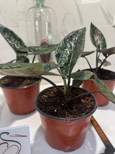 Alocasia Scalprum