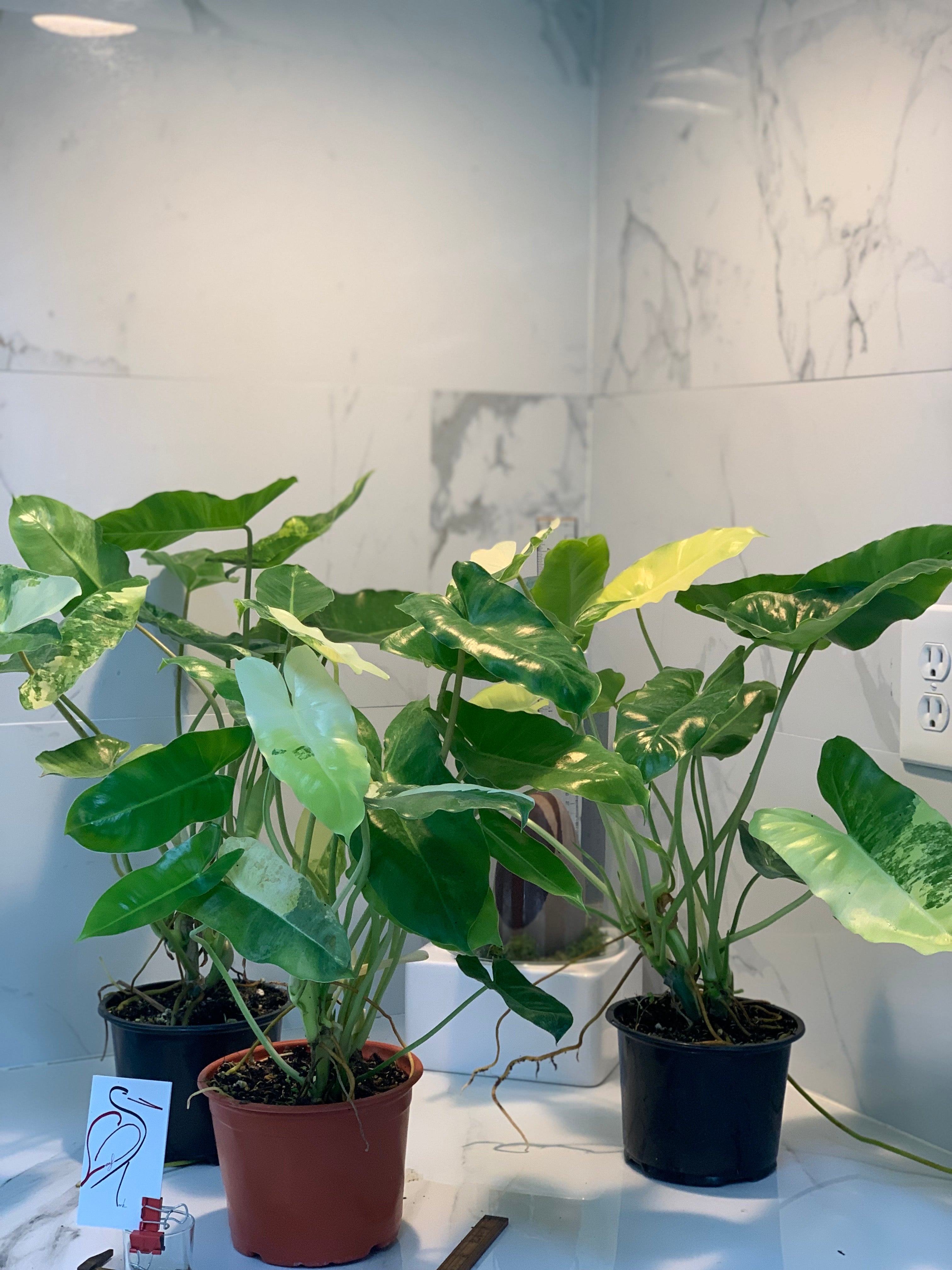 philodendron burle marx variegated reverted Philodendron Burle Marx Variegated — Grower's Choice Collector Aroid
