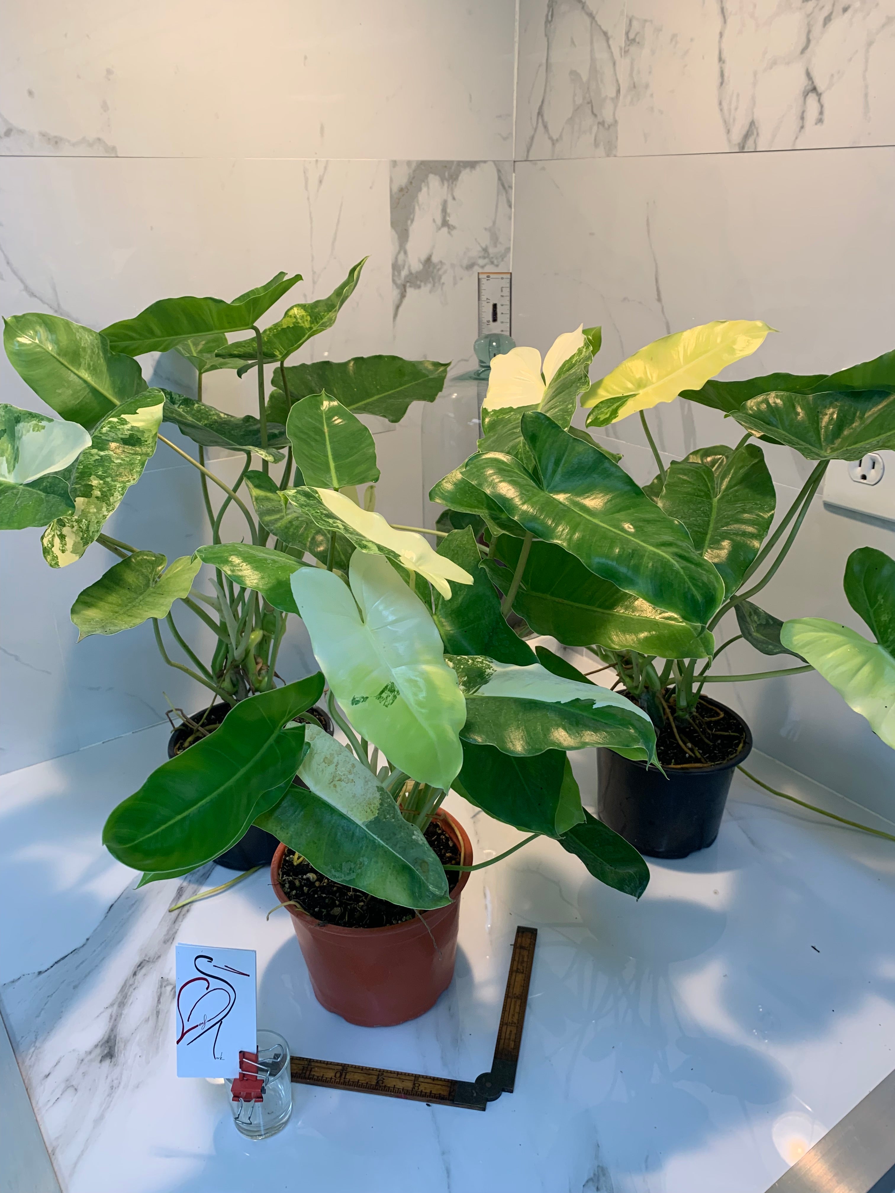 philodendron burle marx mature Philodendron Burle Marx Variegated — Grower's Choice Collector Aroid