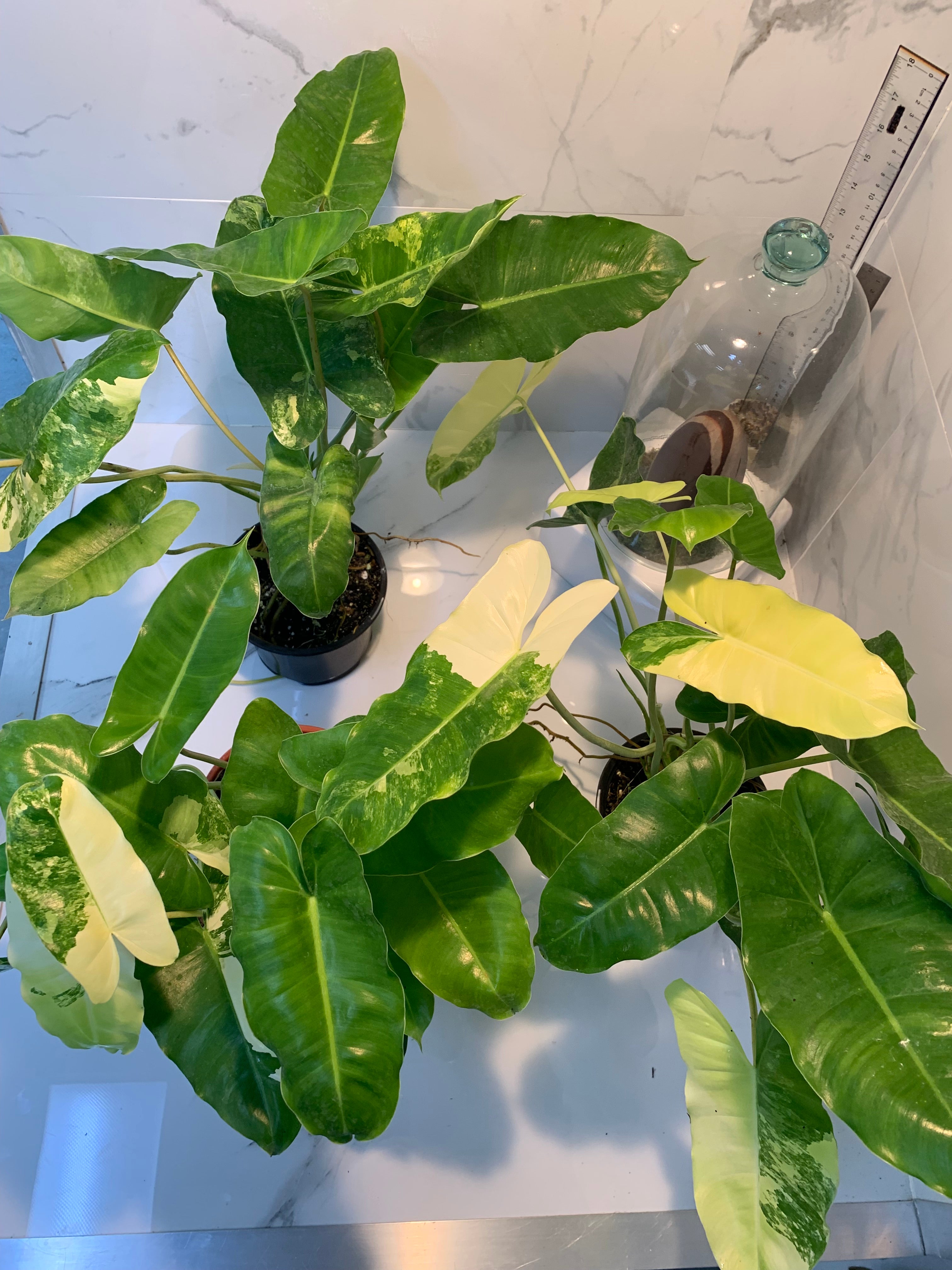 philodendron burle marx variegated reverted Philodendron Burle Marx Variegated — Grower's Choice Collector Aroid