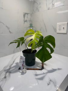 Monstera Borsigiana albo-variegata #28