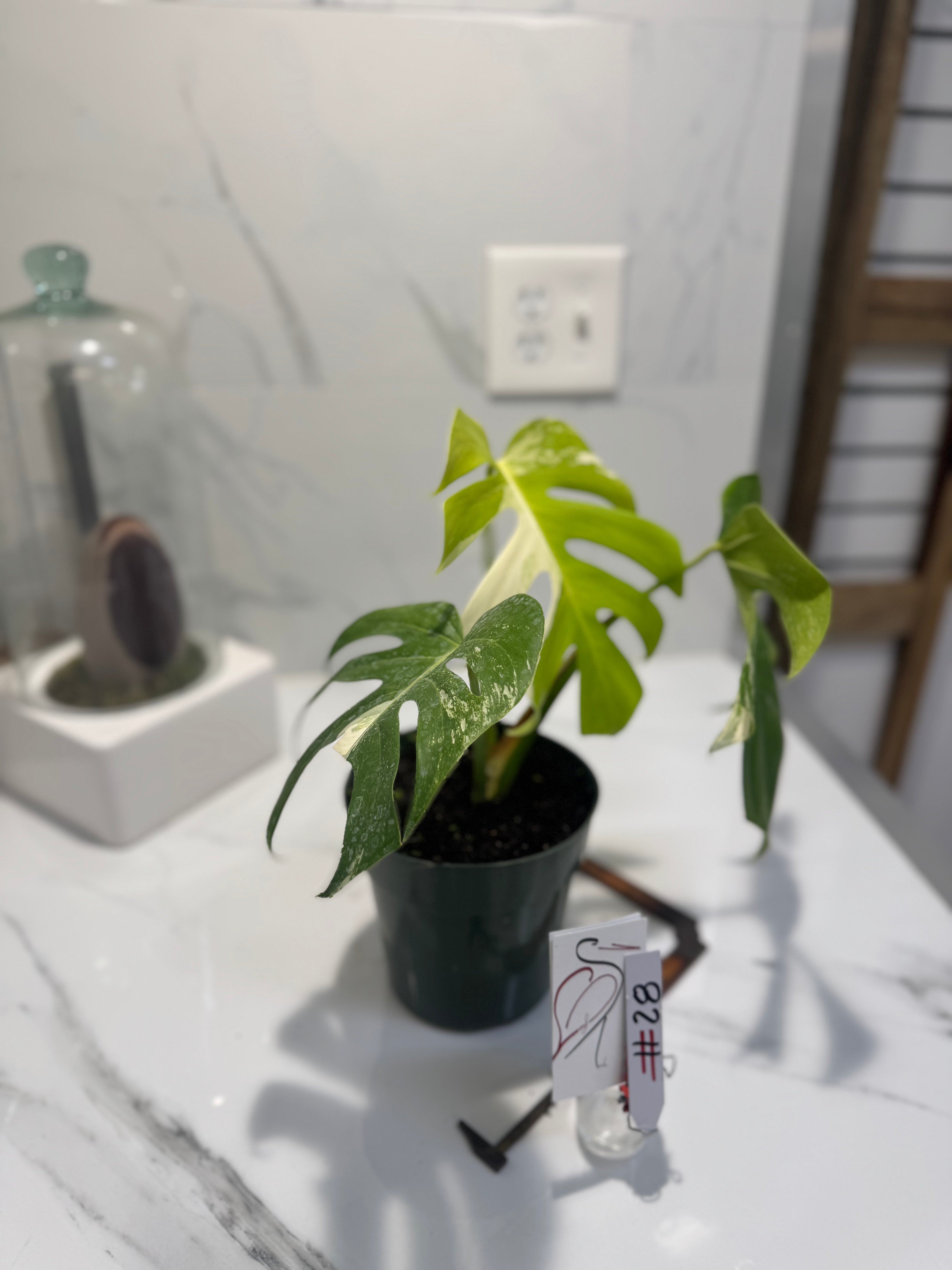 Monstera Borsigiana albo-variegata #28