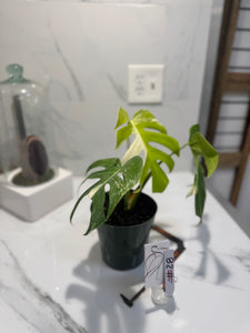 Monstera Borsigiana albo-variegata #28
