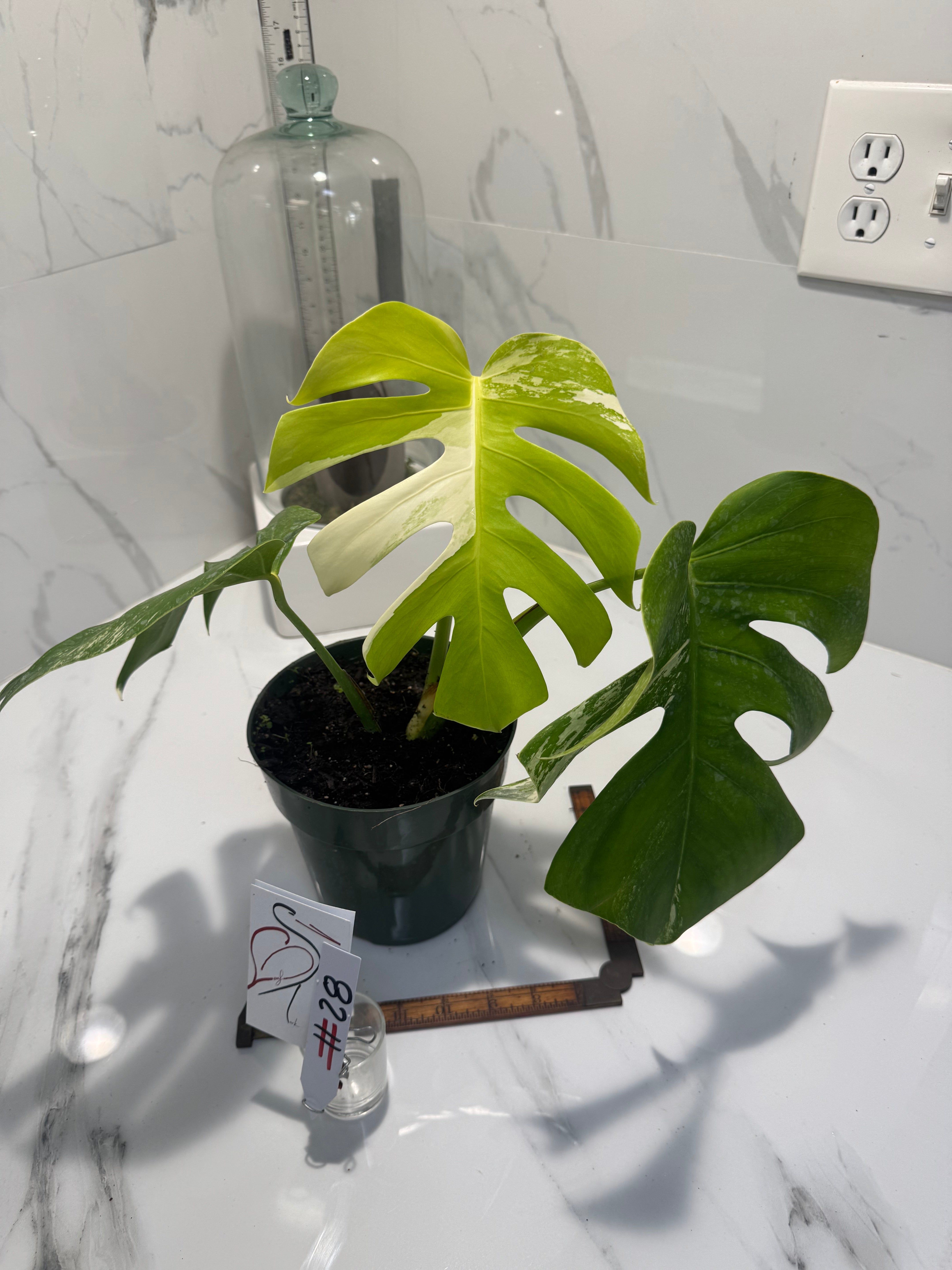 Monstera Borsigiana albo-variegata #28