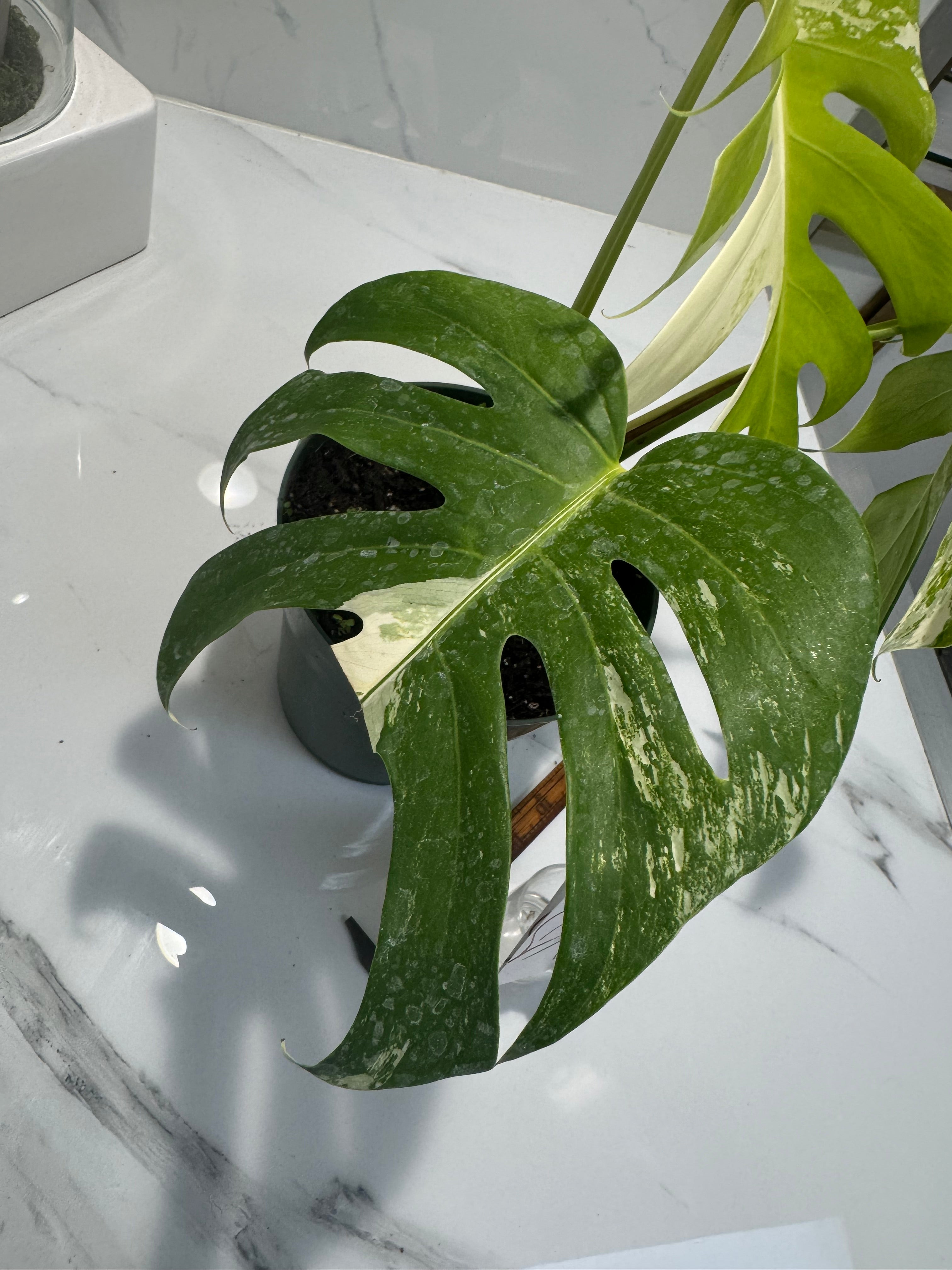 Monstera Borsigiana albo-variegata #28
