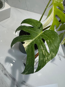 Monstera Borsigiana albo-variegata #28