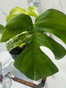 Monstera Borsigiana albo-variegata #28