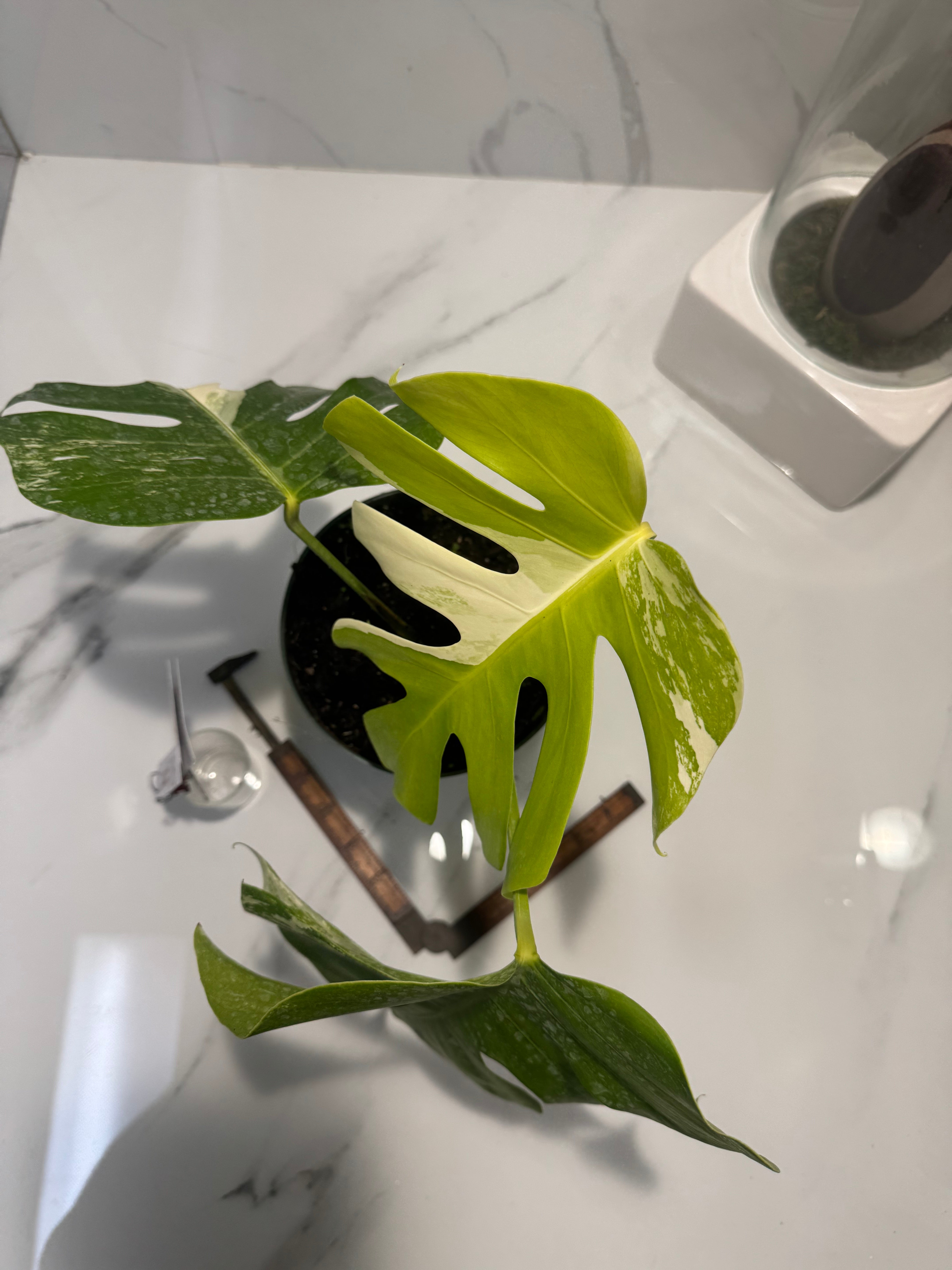 Monstera Borsigiana albo-variegata #28