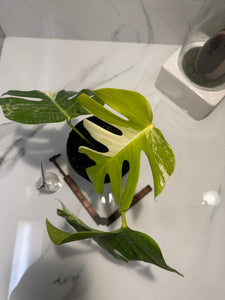 Monstera Borsigiana albo-variegata #28