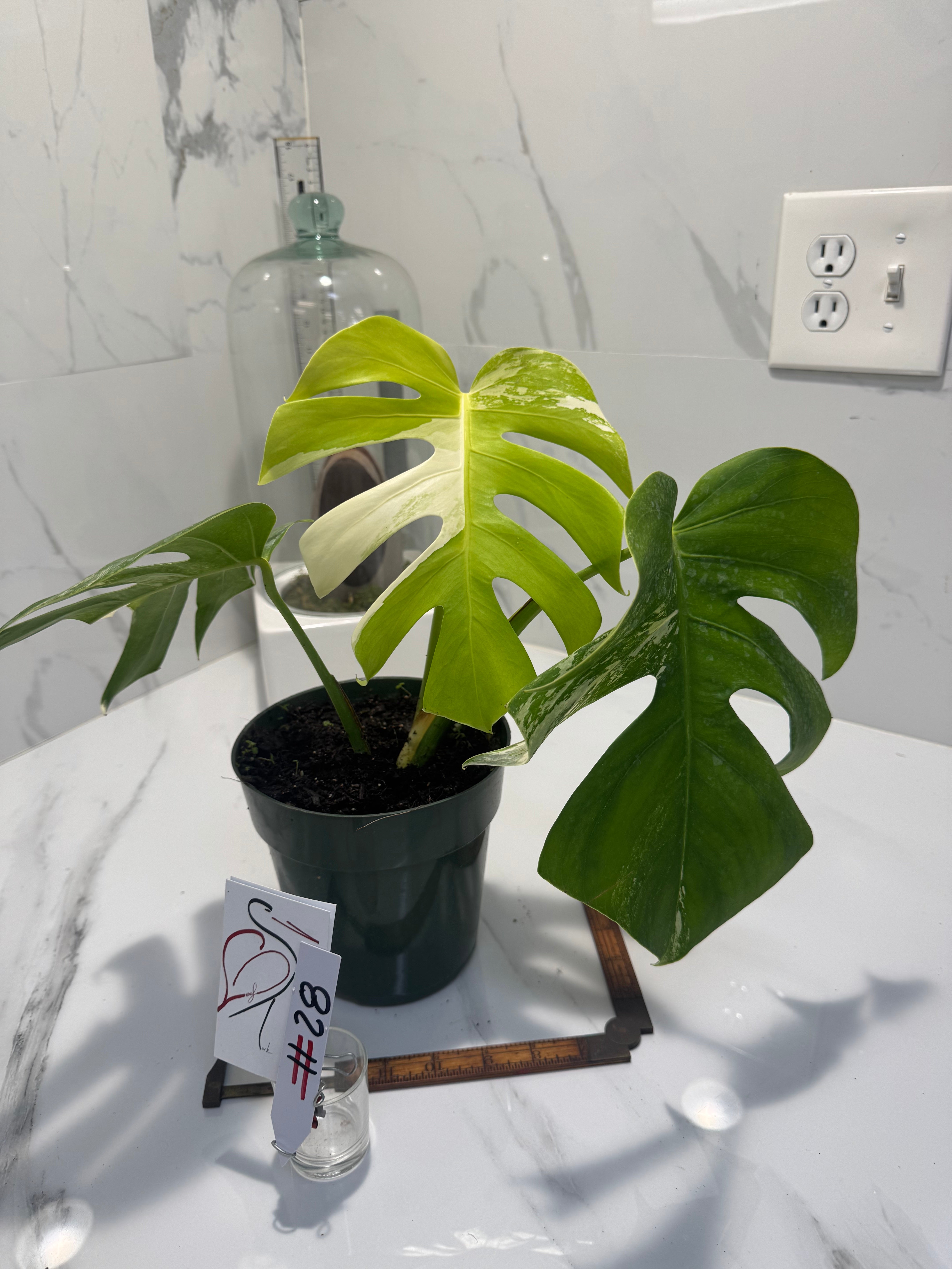 Monstera Borsigiana albo-variegata #28