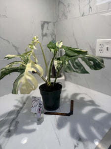 Monstera borsigiana albo-variegata #29