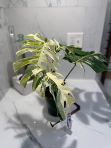 Monstera borsigiana albo-variegata #29