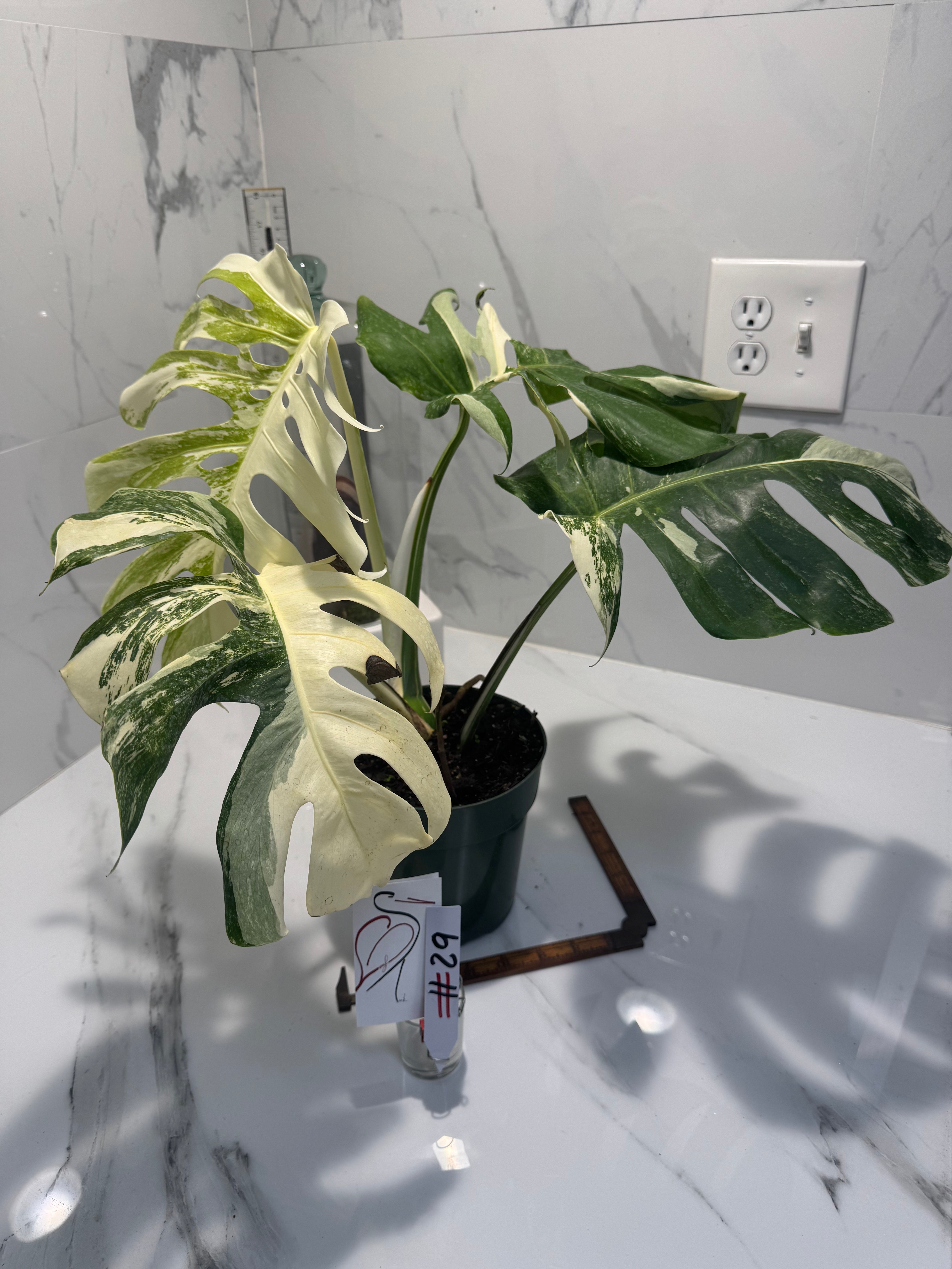 Monstera borsigiana albo-variegata #29