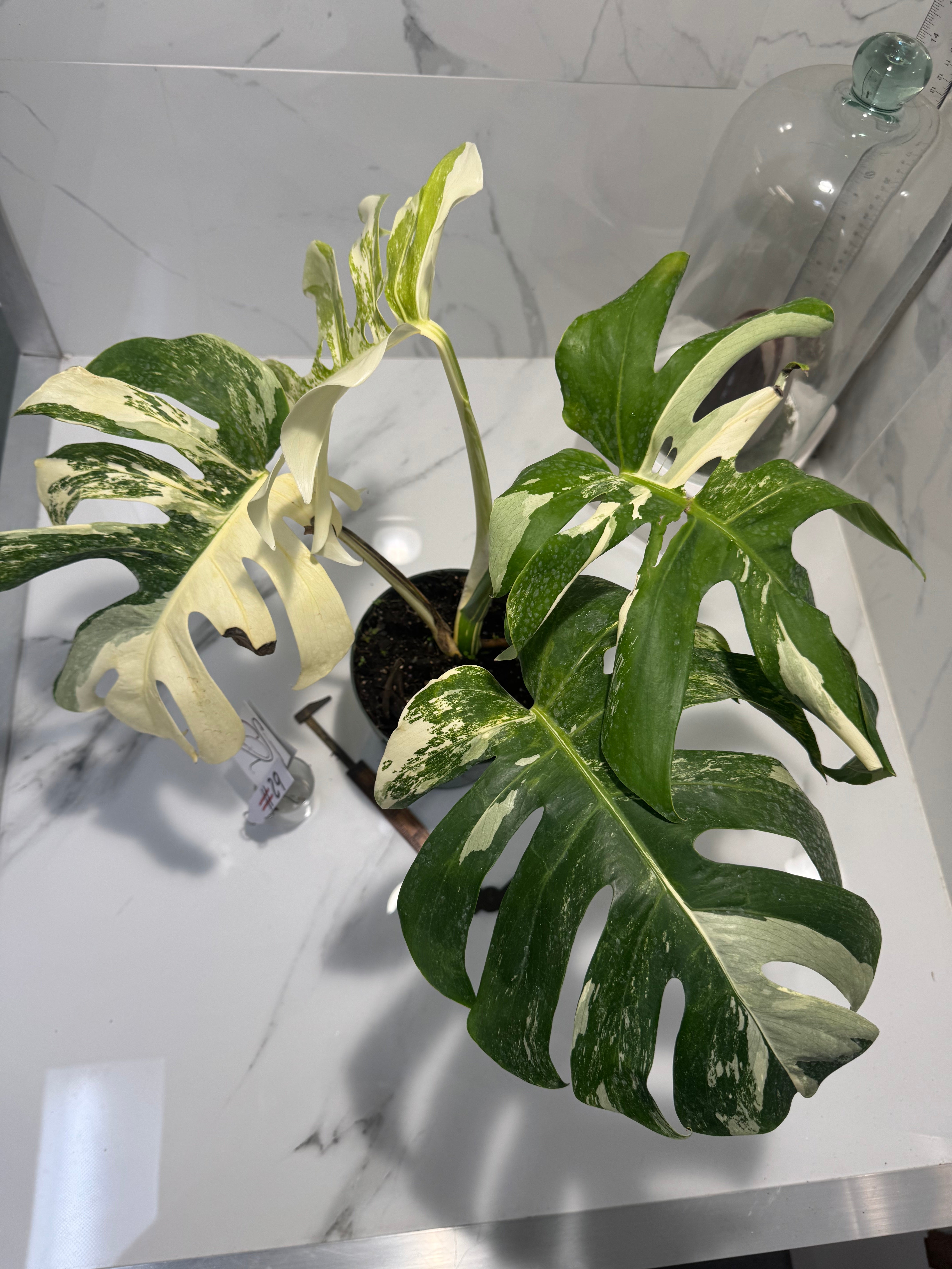 Monstera borsigiana albo-variegata #29