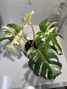 Monstera borsigiana albo-variegata #29
