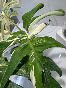 Monstera borsigiana albo-variegata #29
