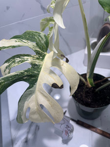 Monstera borsigiana albo-variegata #29