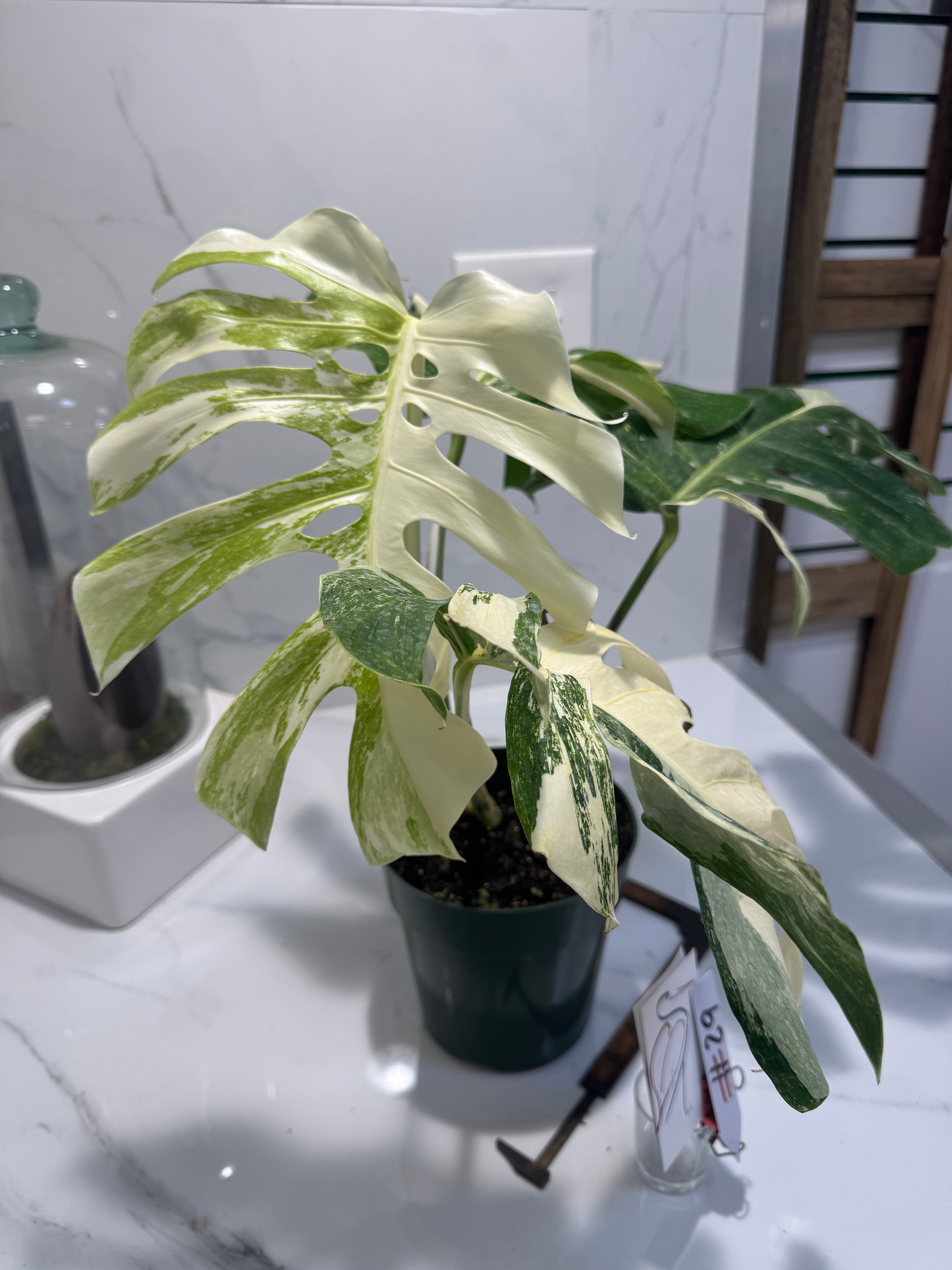 Monstera borsigiana albo-variegata #29