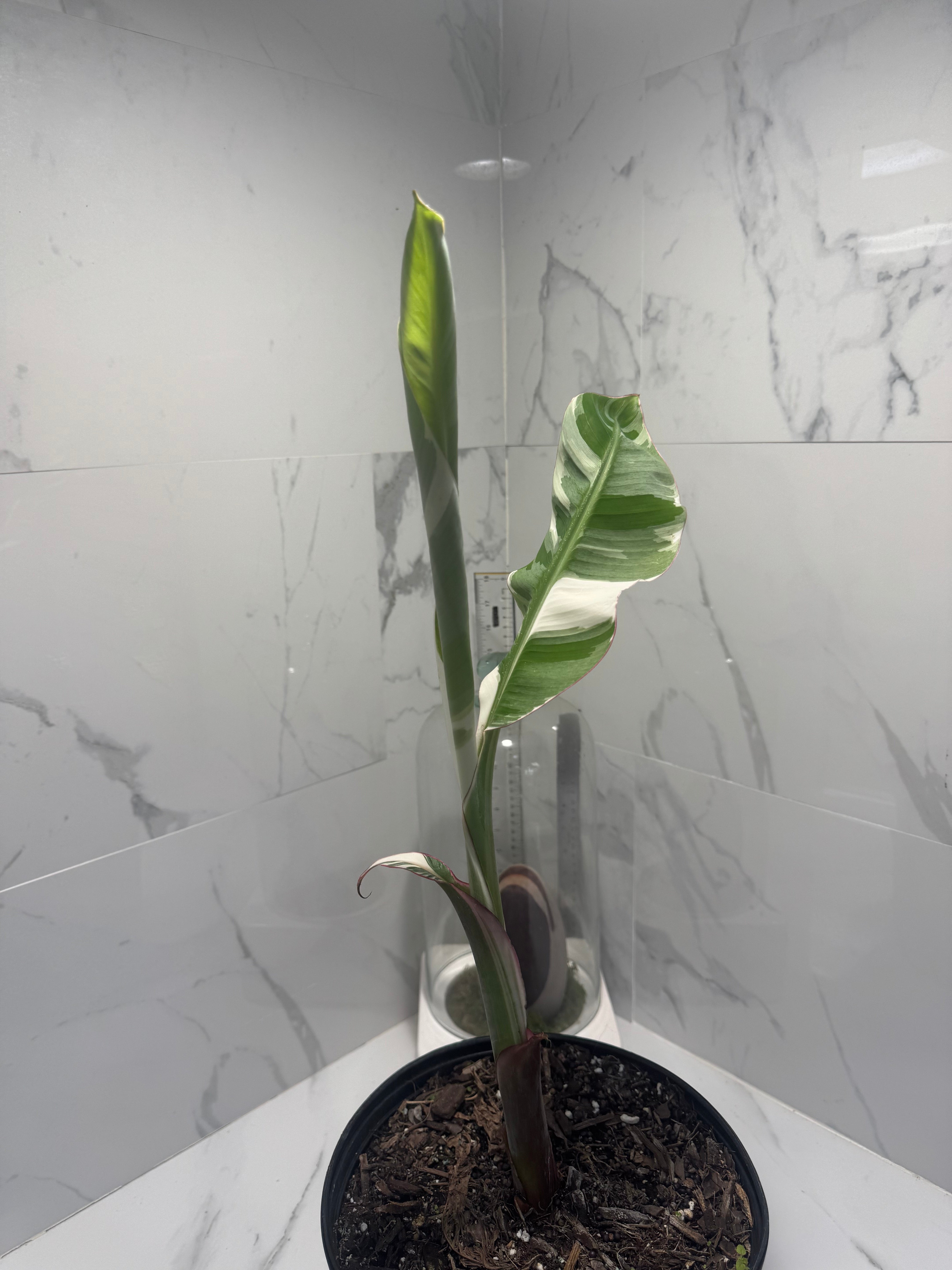 Florida Musa Variegated 'Banana' #04