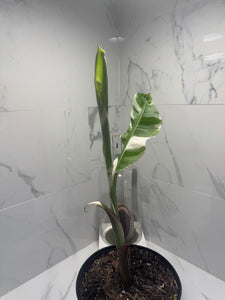 Florida Musa Variegated 'Banana' #04