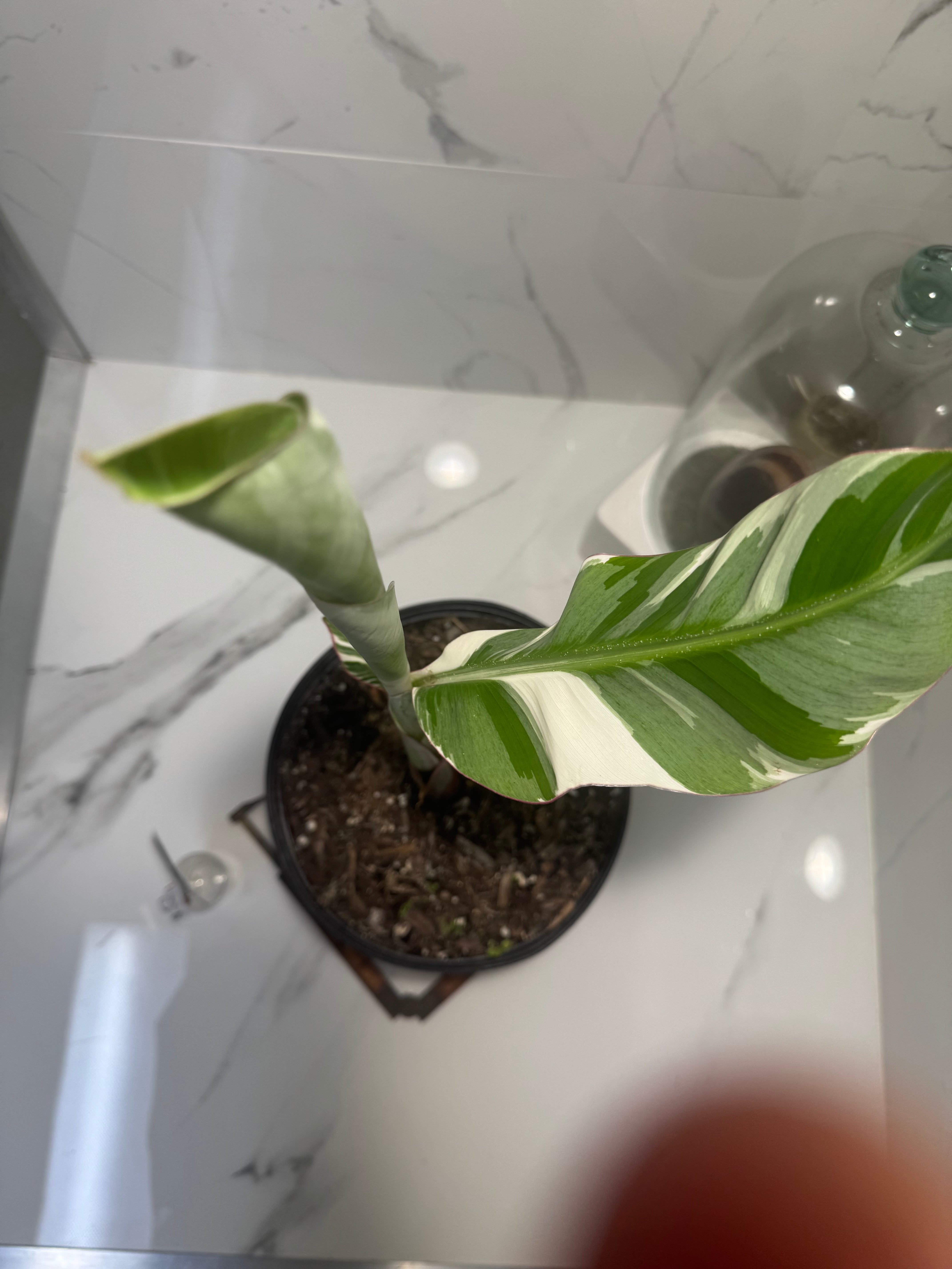 Florida Musa Variegated 'Banana' #04