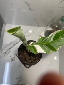 Florida Musa Variegated 'Banana' #04