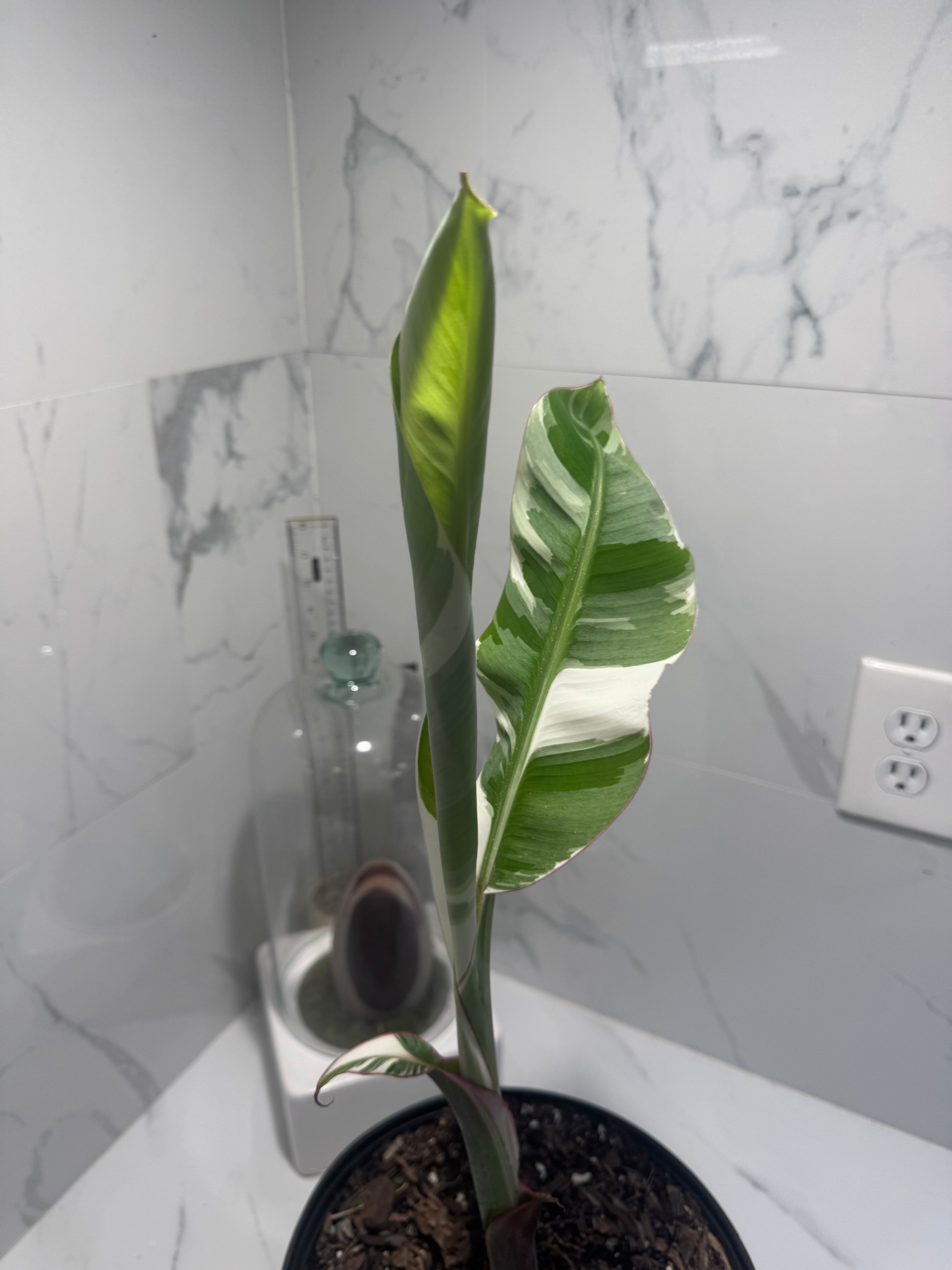 Florida Musa Variegated 'Banana' #04