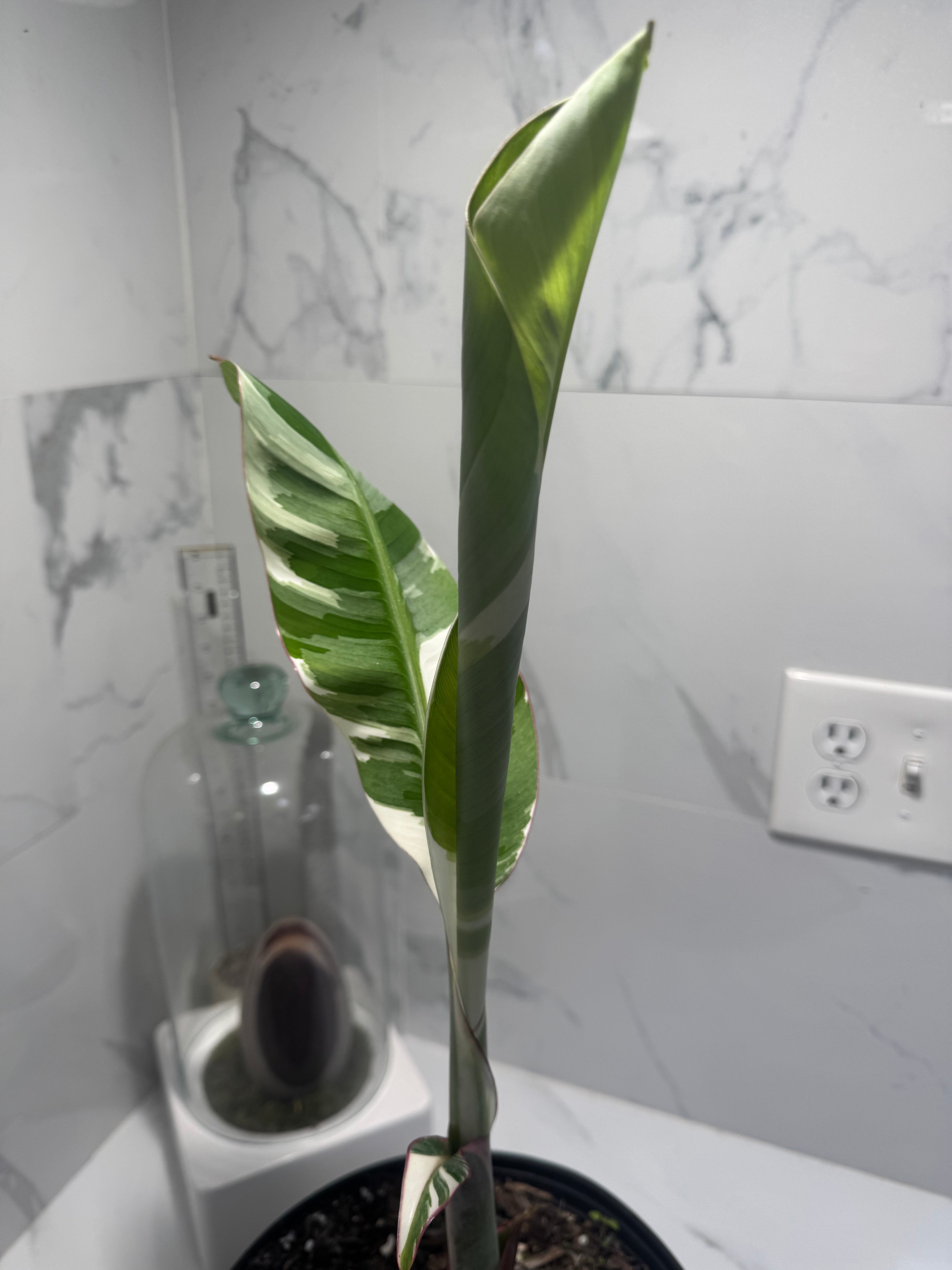 Florida Musa Variegated 'Banana' #04