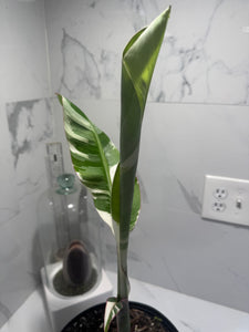 Florida Musa Variegated 'Banana' #04