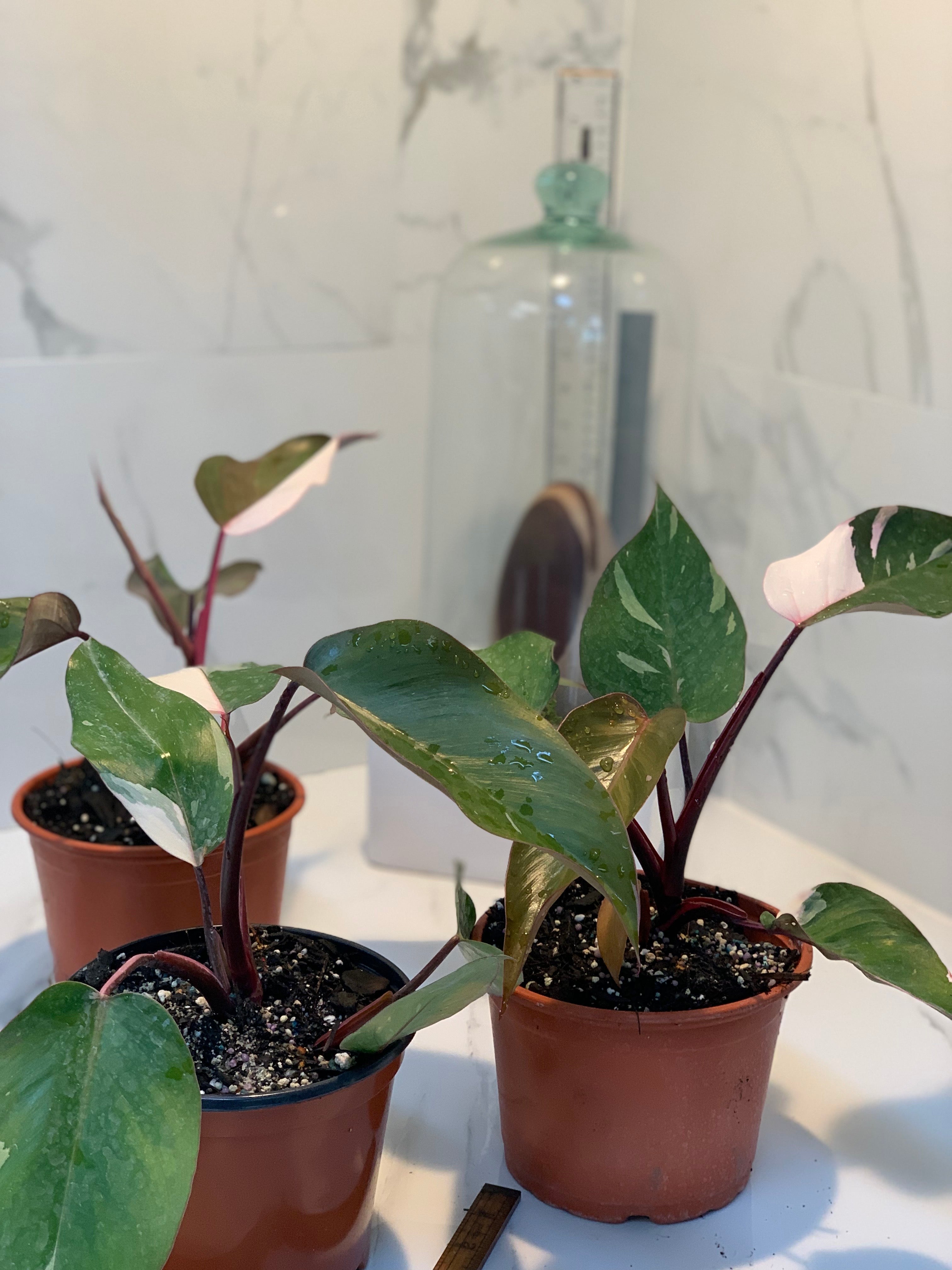 philodendron flask with pink leaves Pink Princess Philodendron Plant