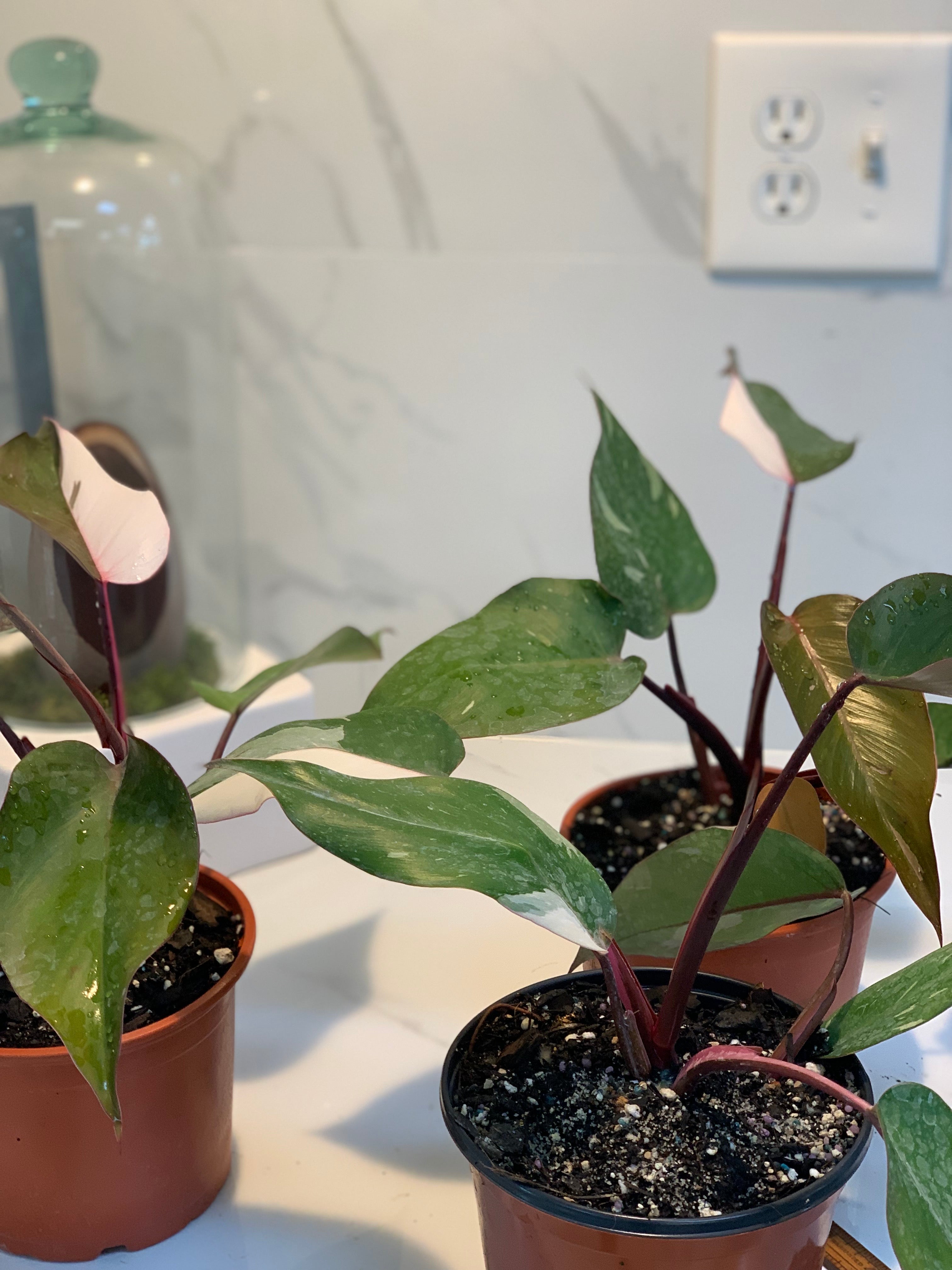 pink princess philodendron seedling Pink Princess Philodendron Plant