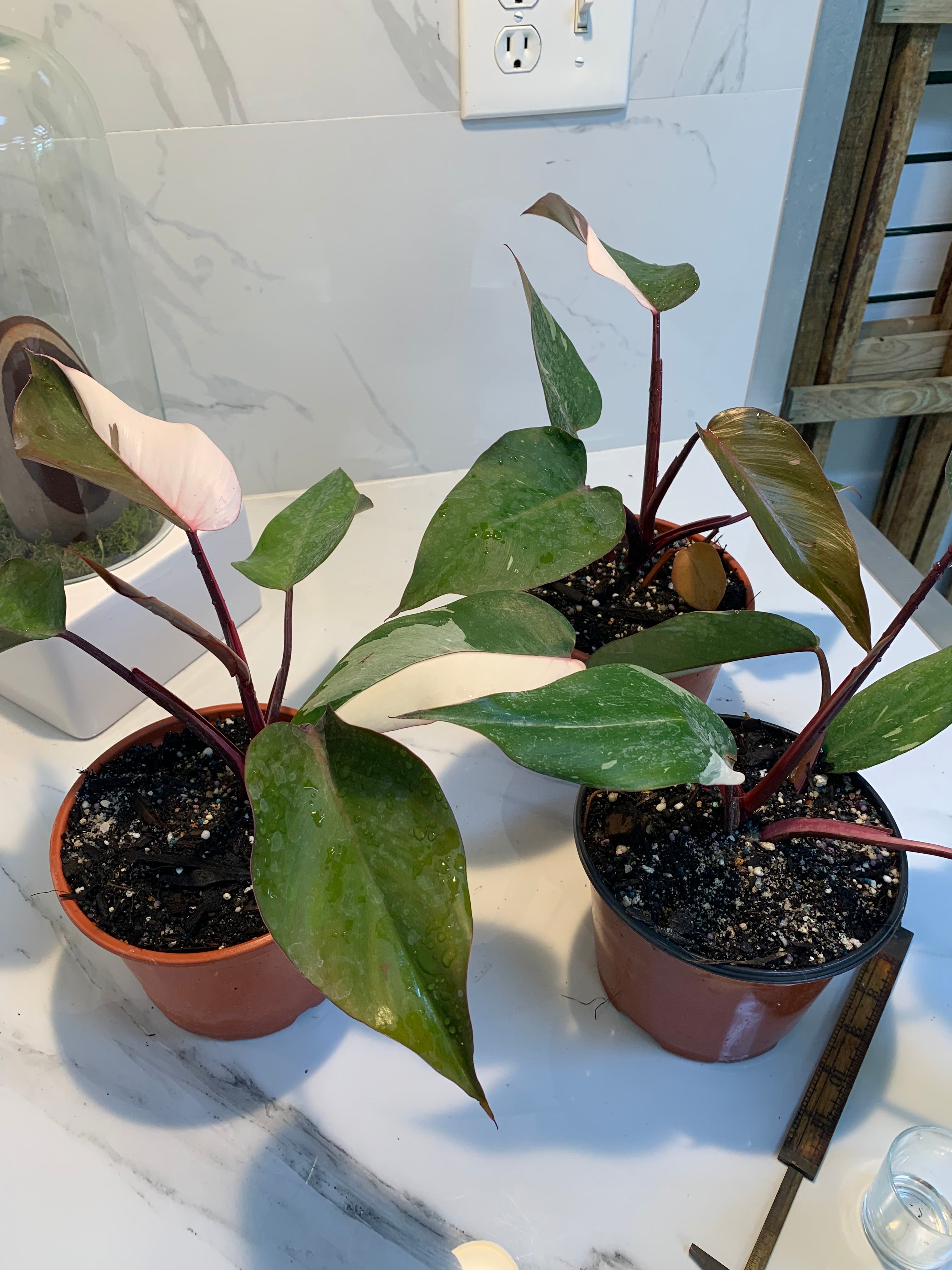 juvenile pink princess philodendron Philodendron Pink Princess – Leaf Stork