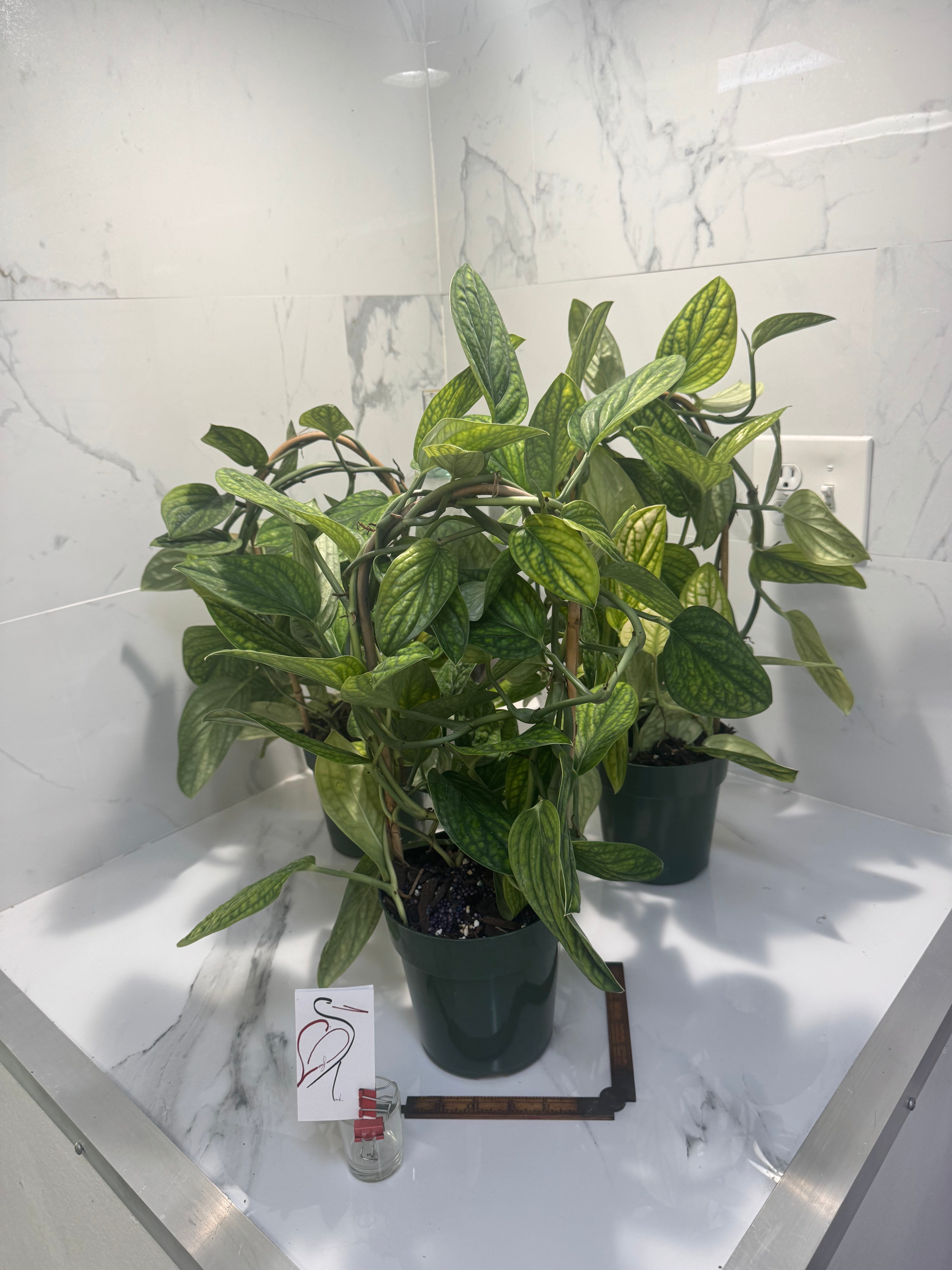 monstera karstenianum Monstera Karstenianum "Peru" – Leaf Stork