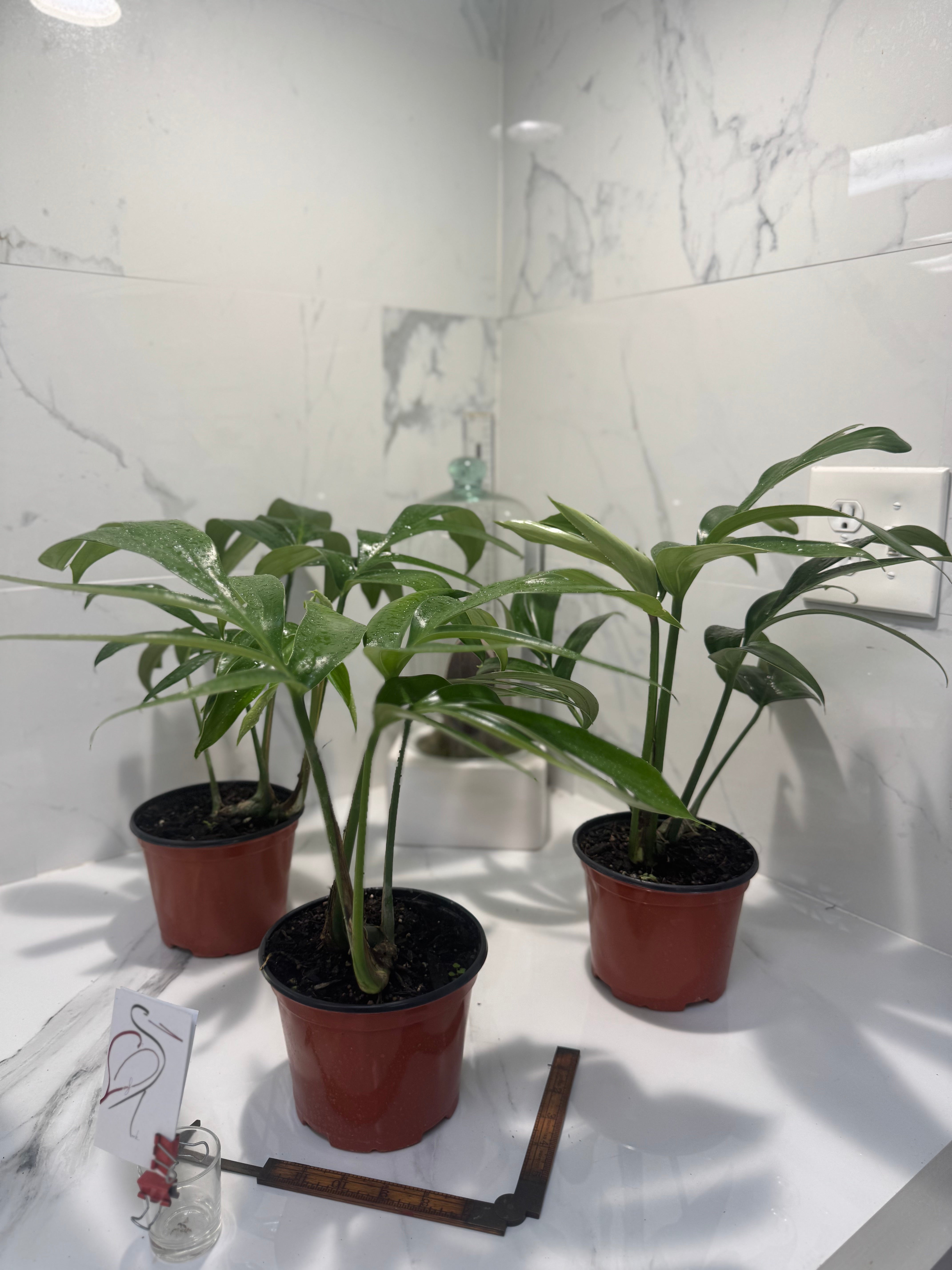 philodendron dragon tail vs rhaphidophora decursiva Rhaphidophora decursiva "Dragon Tail" – Leaf Stork