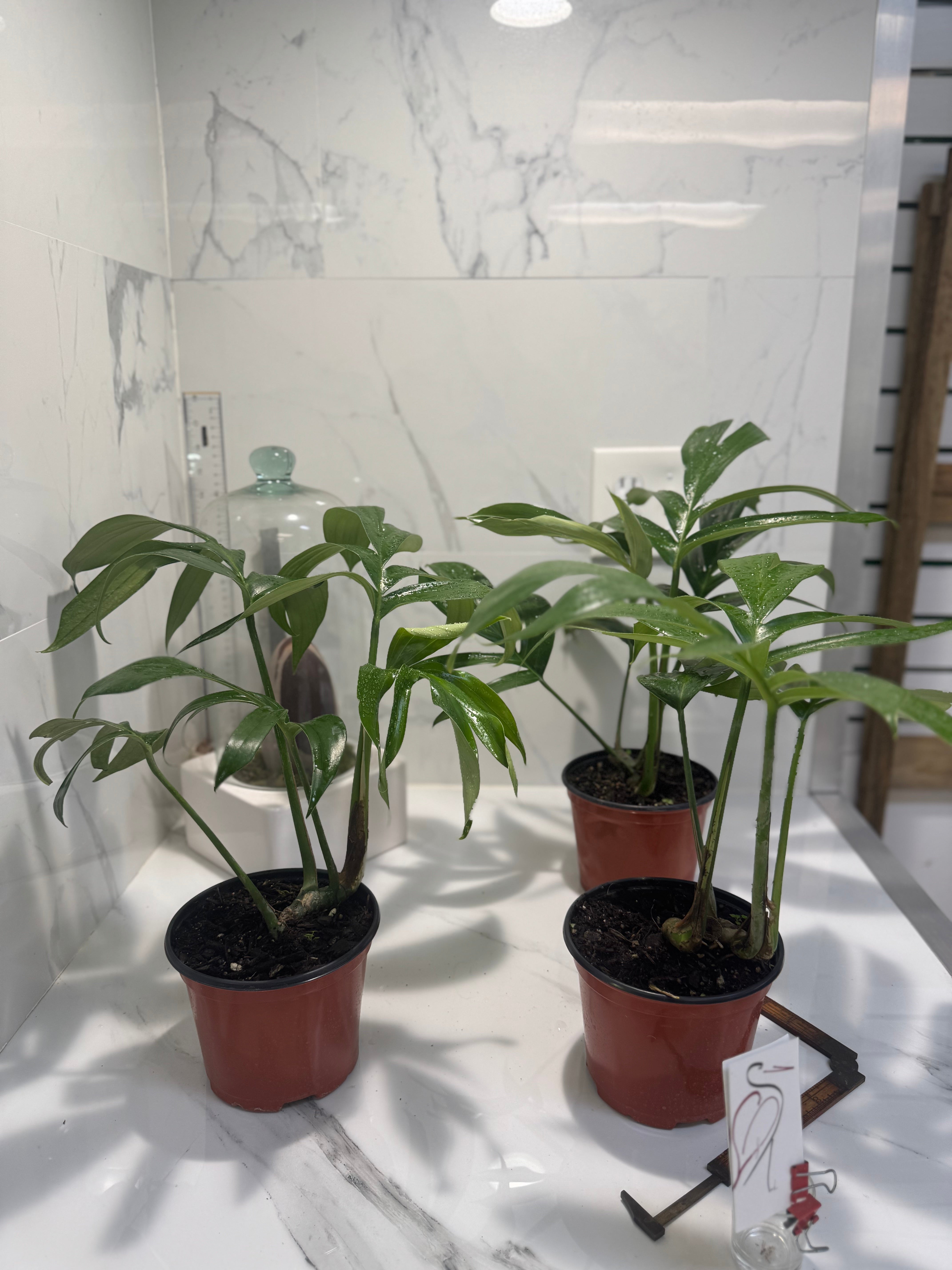 dragon tail plant indoor Rhaphidophora decursiva "Dragon Tail" – Leaf Stork