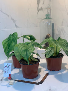 philodendron plowmanii silver Philodendron Pastazanum Silver – Leaf Stork
