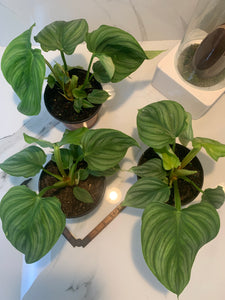 philodendron pastazanum silver care Philodendron Pastazanum Silver – Leaf Stork