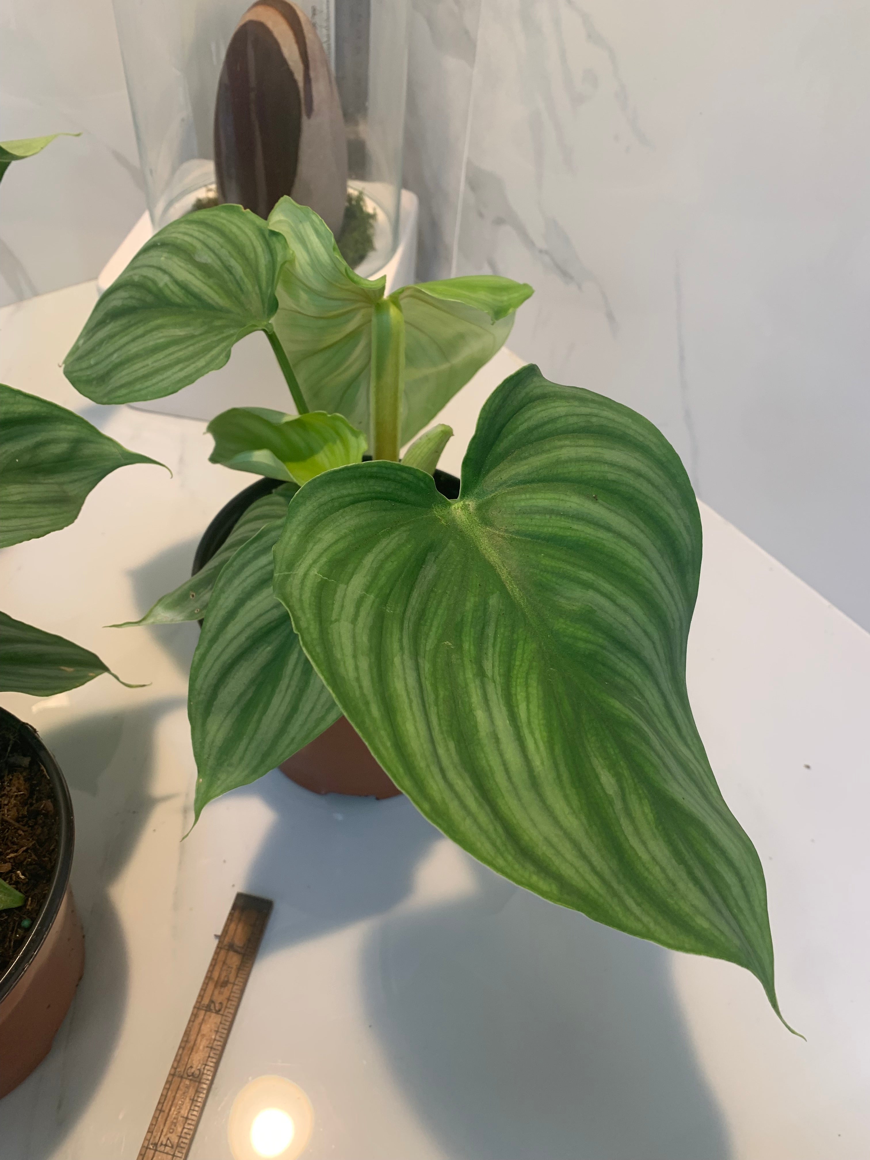 pastazanum silver philodendron Philodendron Pastazanum Silver – Leaf Stork