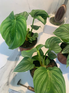 pasta plant philodendron Philodendron Pastazanum Silver – Leaf Stork