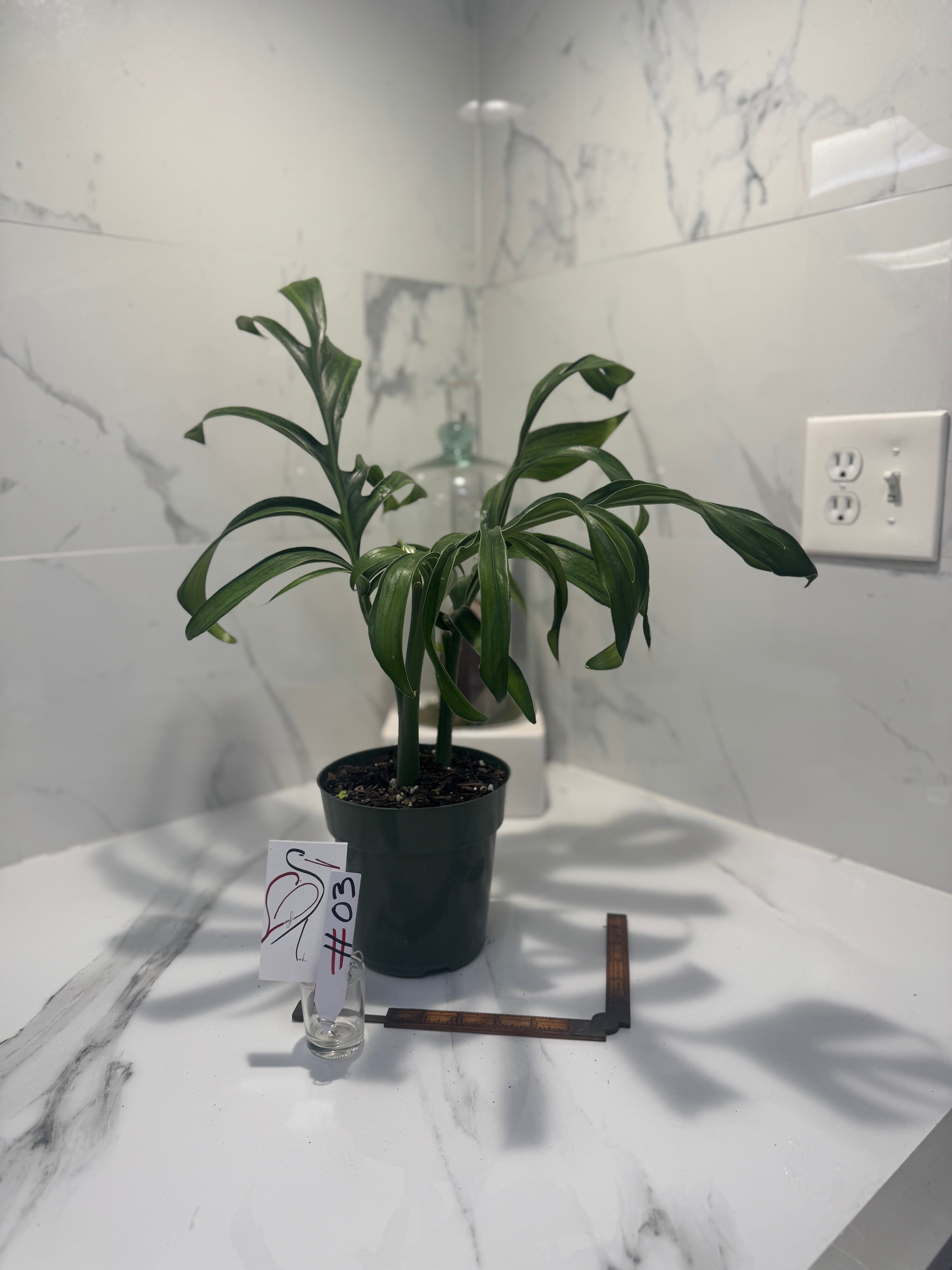 Monstera Pinnatipartita, Dark Form Colombian #03