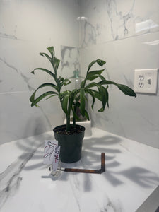 Monstera Pinnatipartita, Dark Form Colombian #03