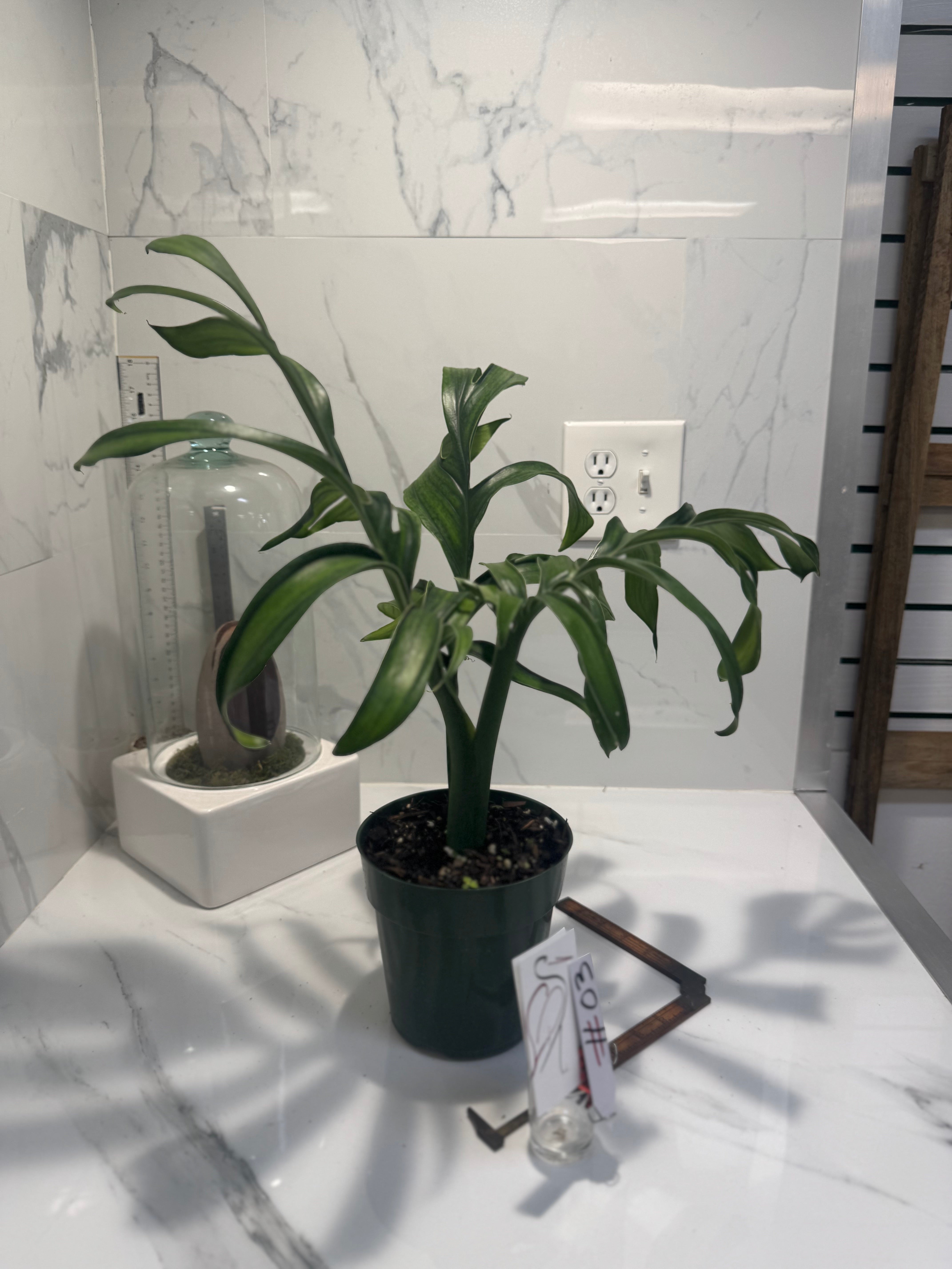 Monstera Pinnatipartita, Dark Form Colombian #03