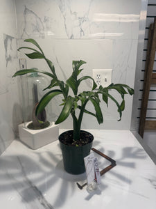 Monstera Pinnatipartita, Dark Form Colombian #03