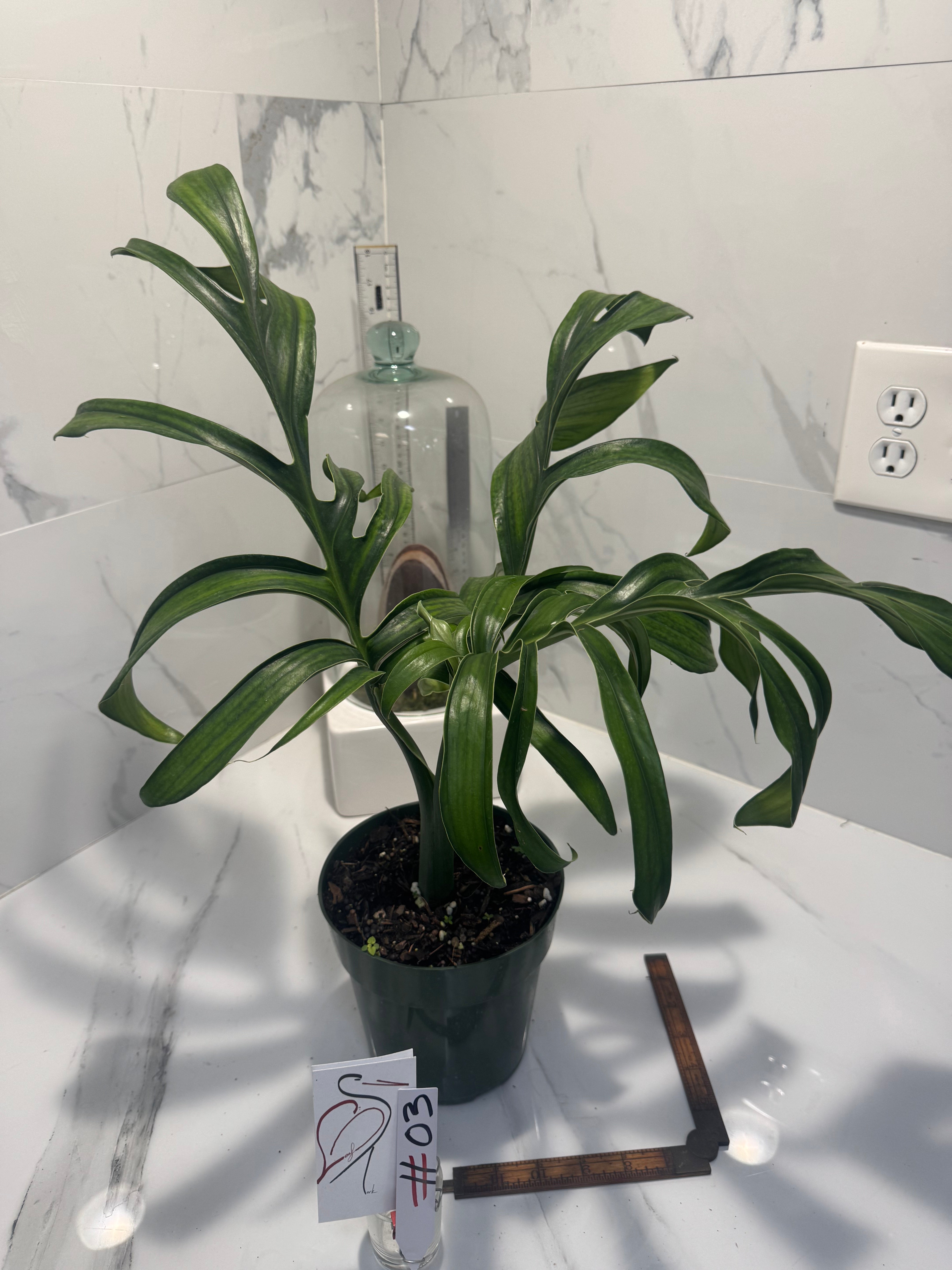 Monstera Pinnatipartita, Dark Form Colombian #03