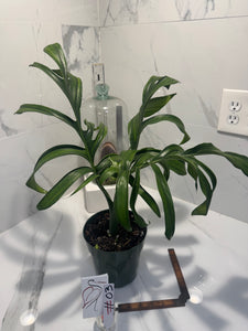Monstera Pinnatipartita, Dark Form Colombian #03