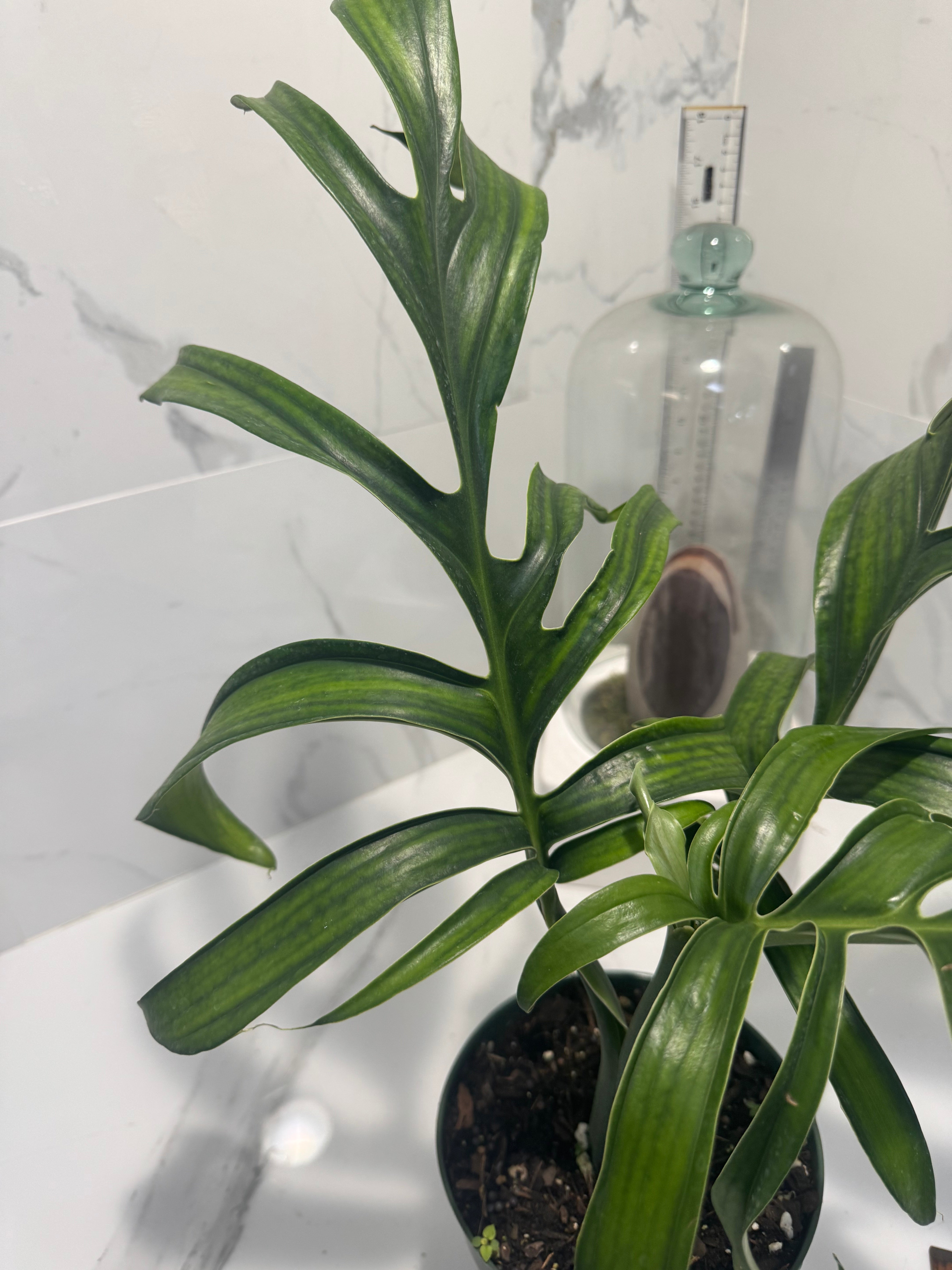 Monstera Pinnatipartita, Dark Form Colombian #03