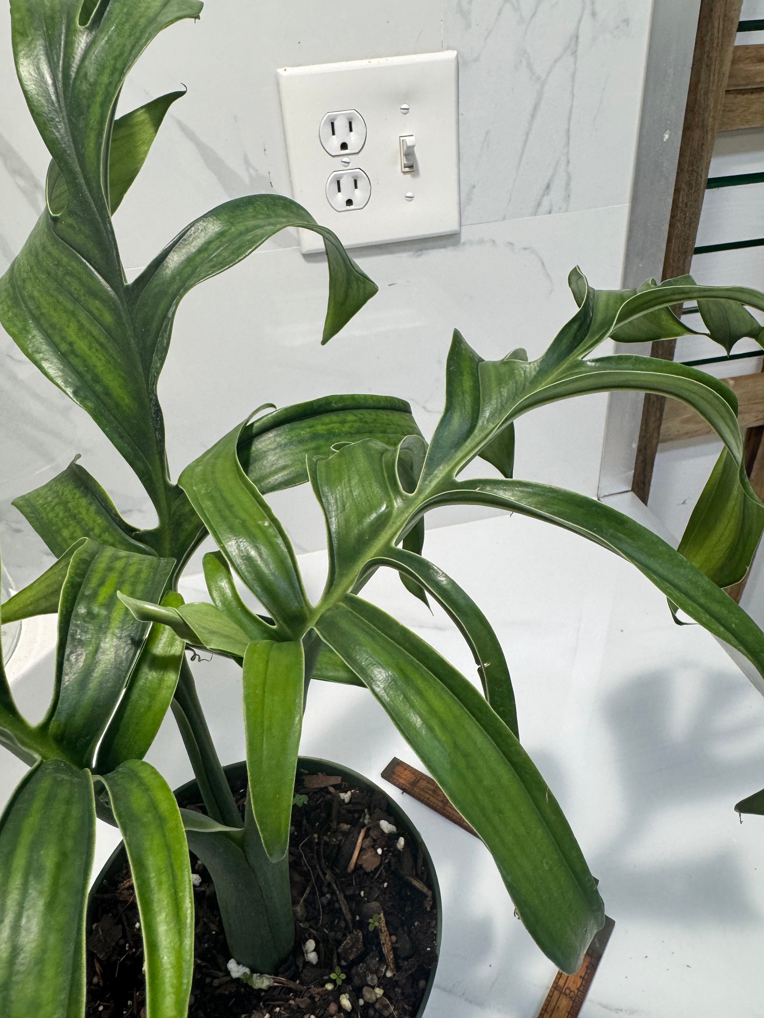 Monstera Pinnatipartita, Dark Form Colombian #03