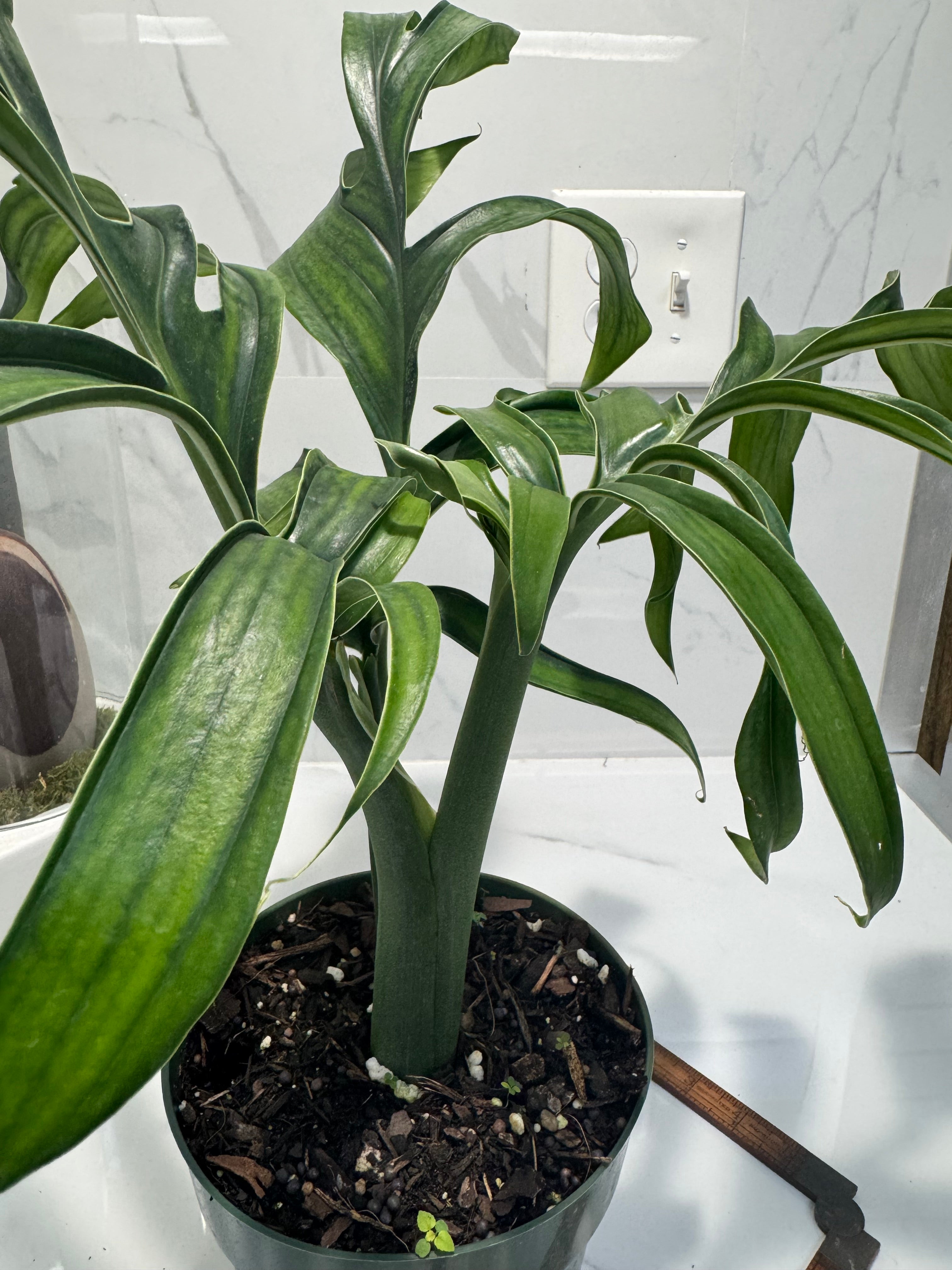 Monstera Pinnatipartita, Dark Form Colombian #03