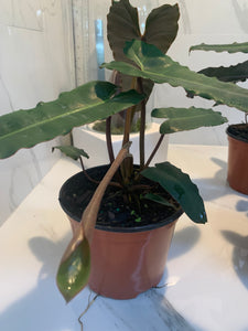 Philodendron Black Billietiae