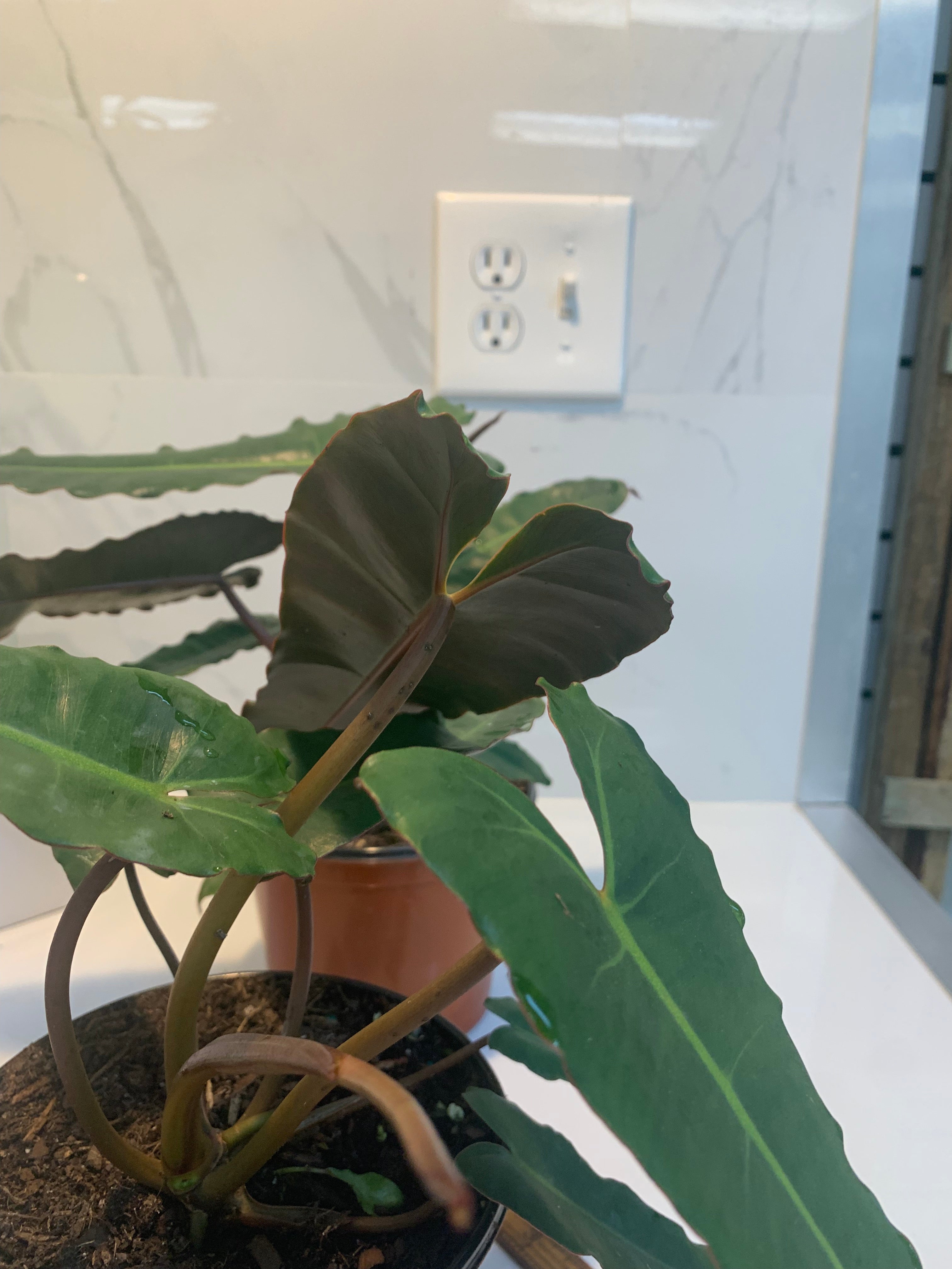 Philodendron Black Billietiae